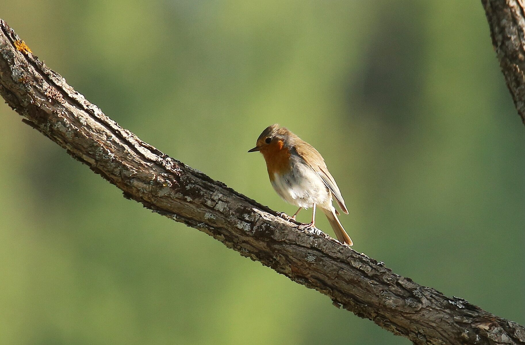 Valokuvaaja: Jaana Saarelainen