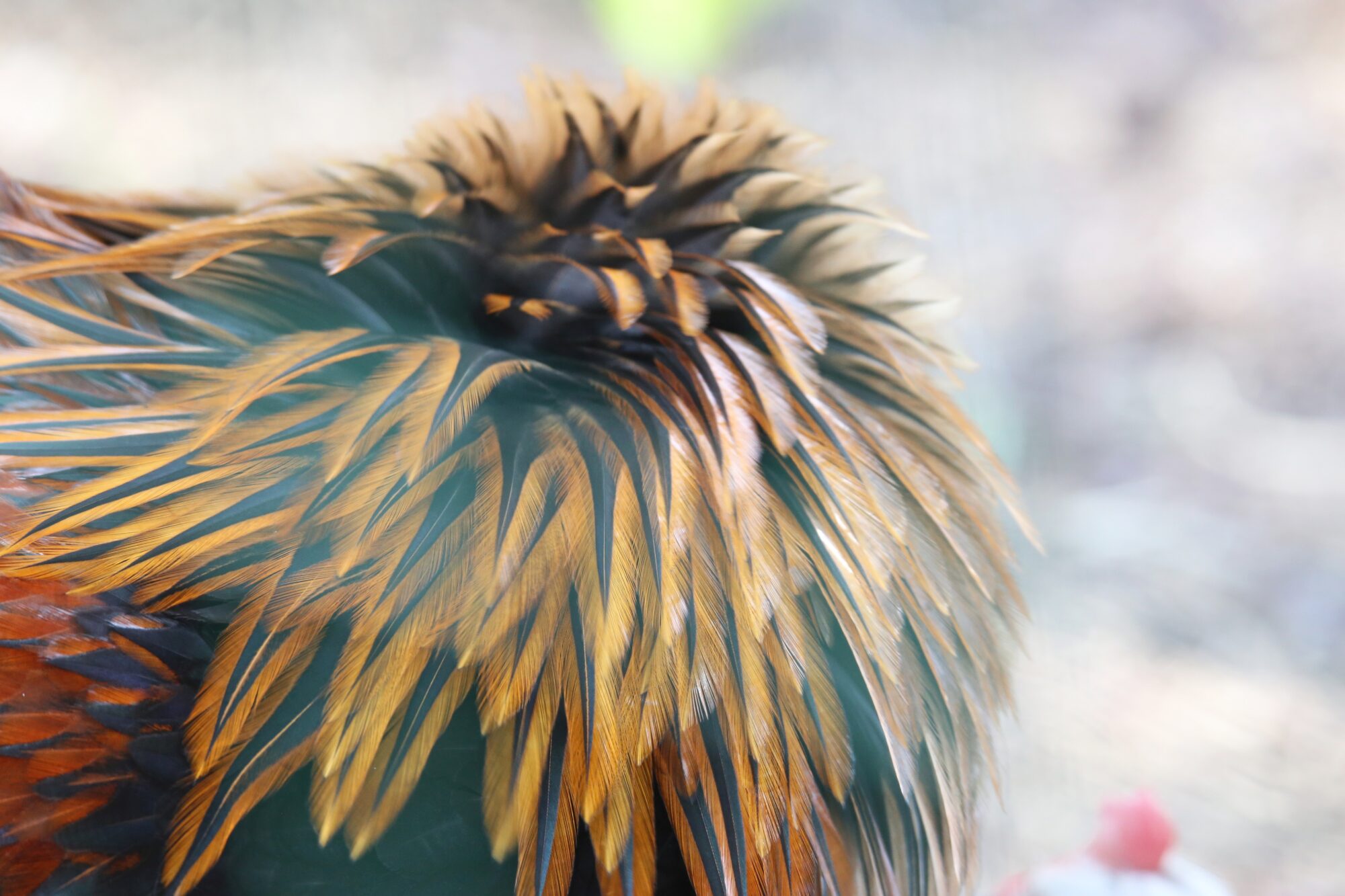 Valokuvaaja: Jaana Saarelainen