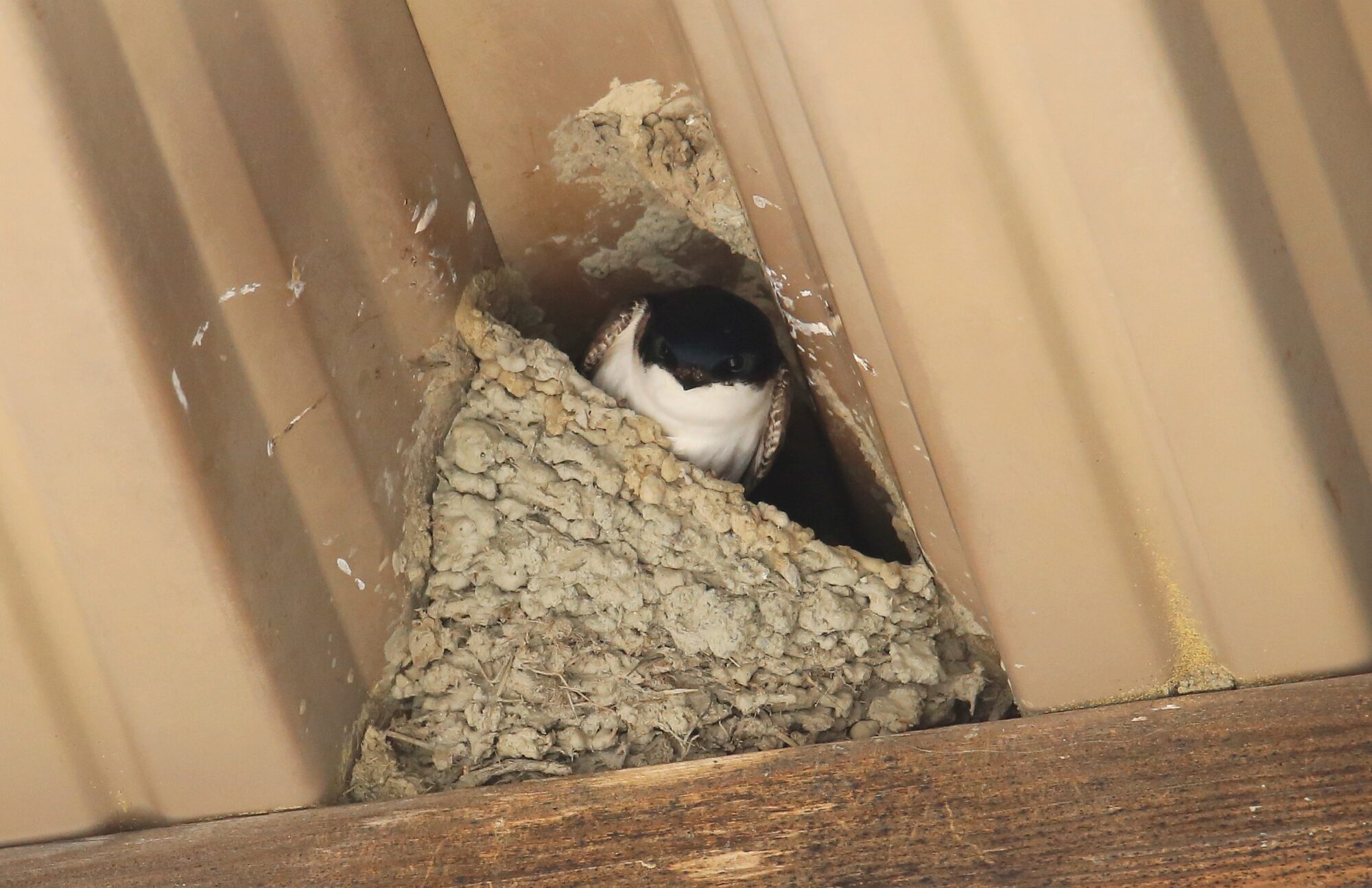 Valokuvaaja: Jaana Saarelainen