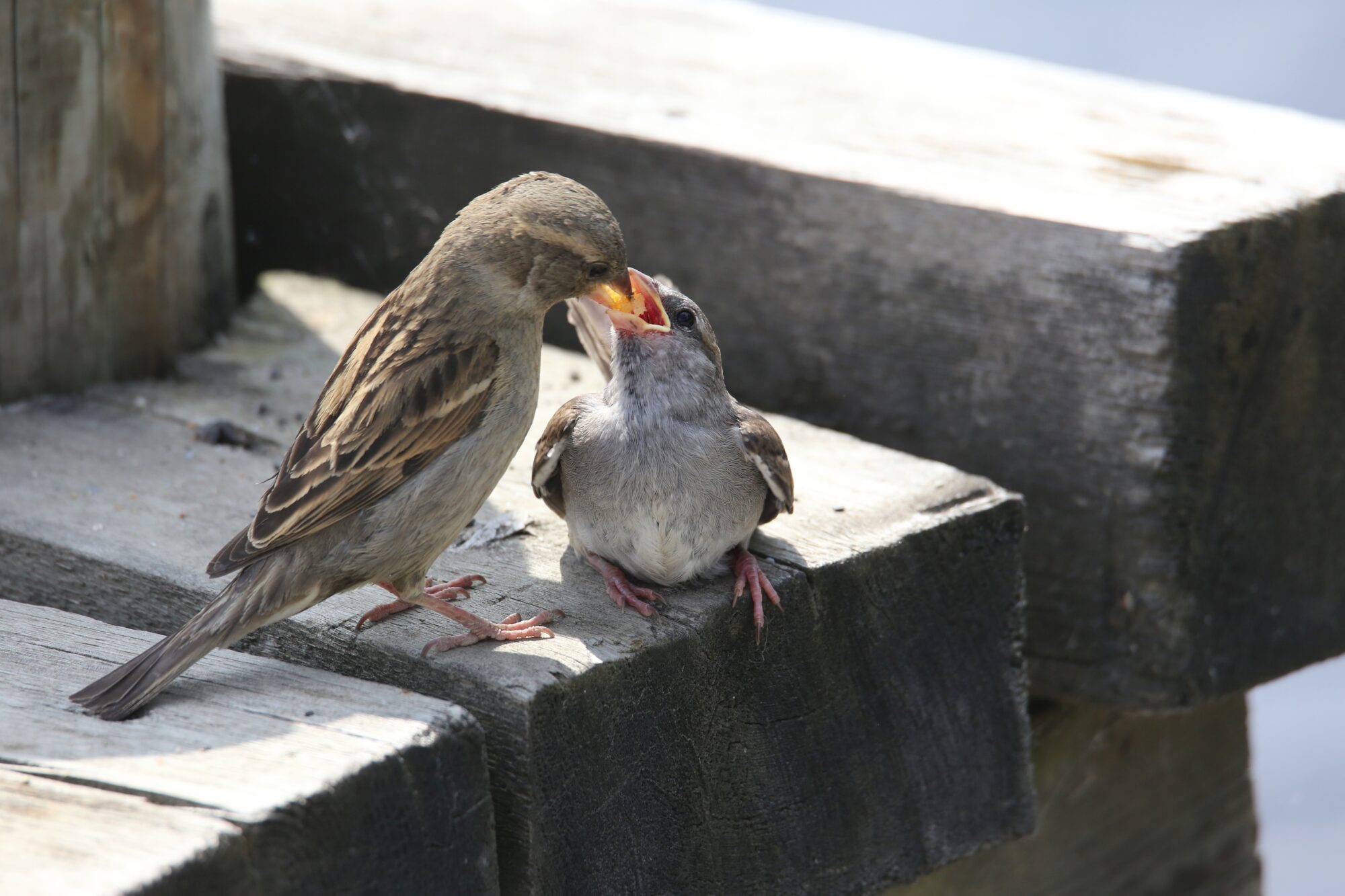 Valokuvaaja: Jaana Saarelainen