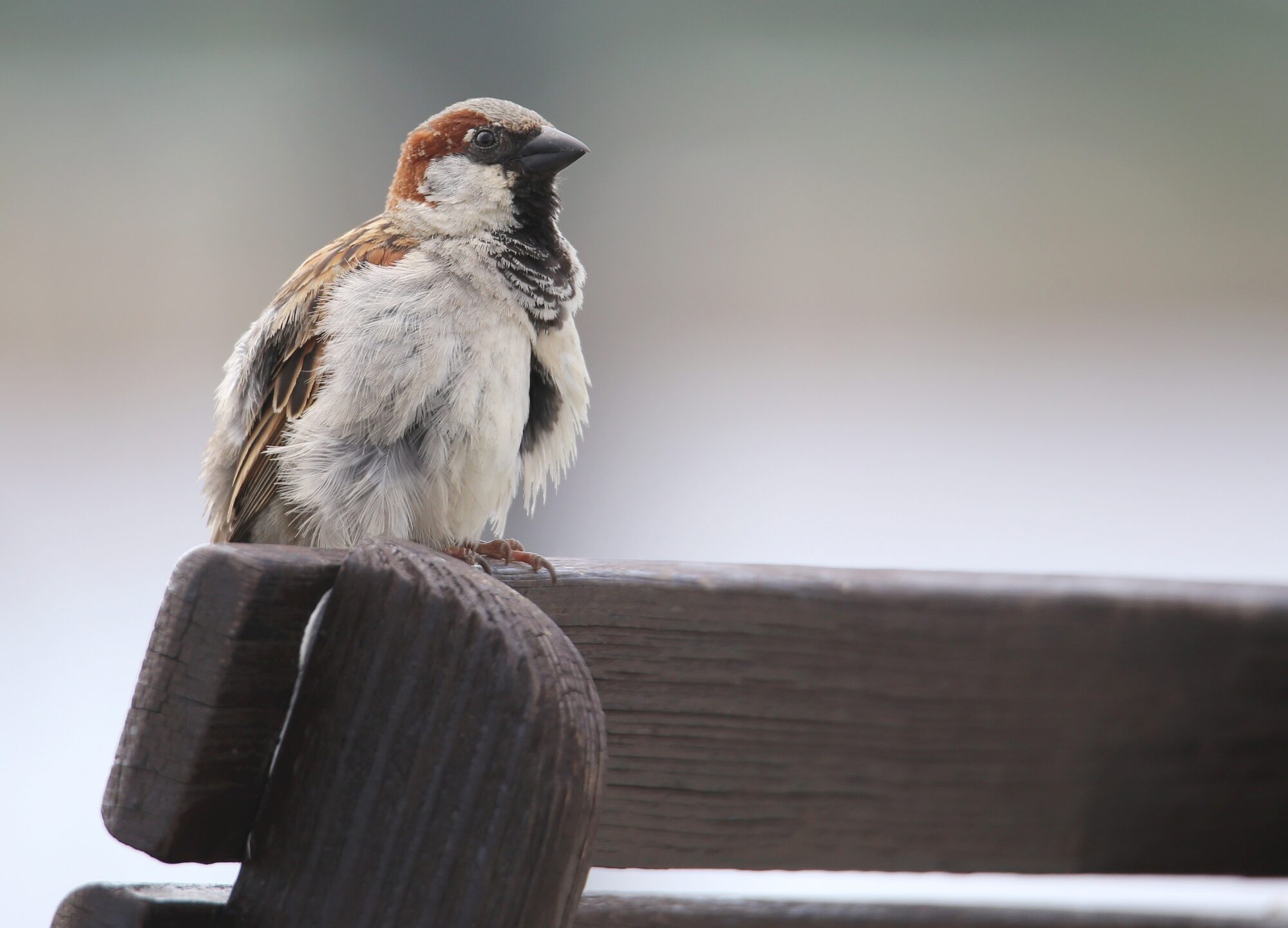 Valokuvaaja: Jaana Saarelainen