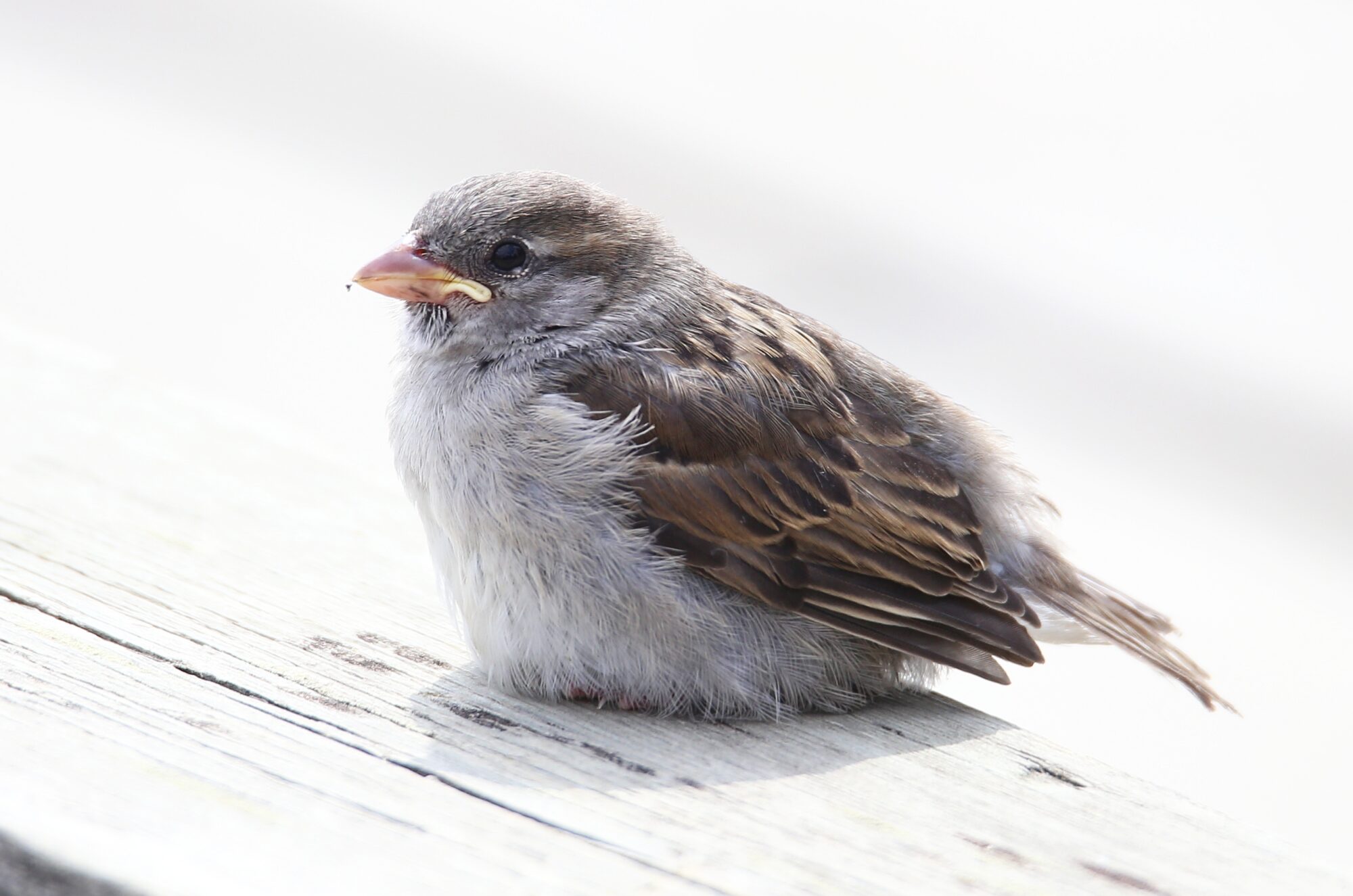 Valokuvaaja: Jaana Saarelainen