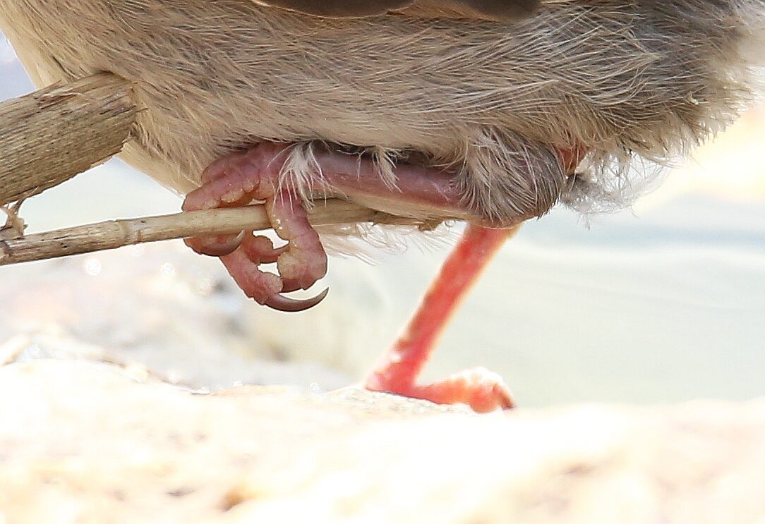 Valokuvaaja: Jaana Saarelainen