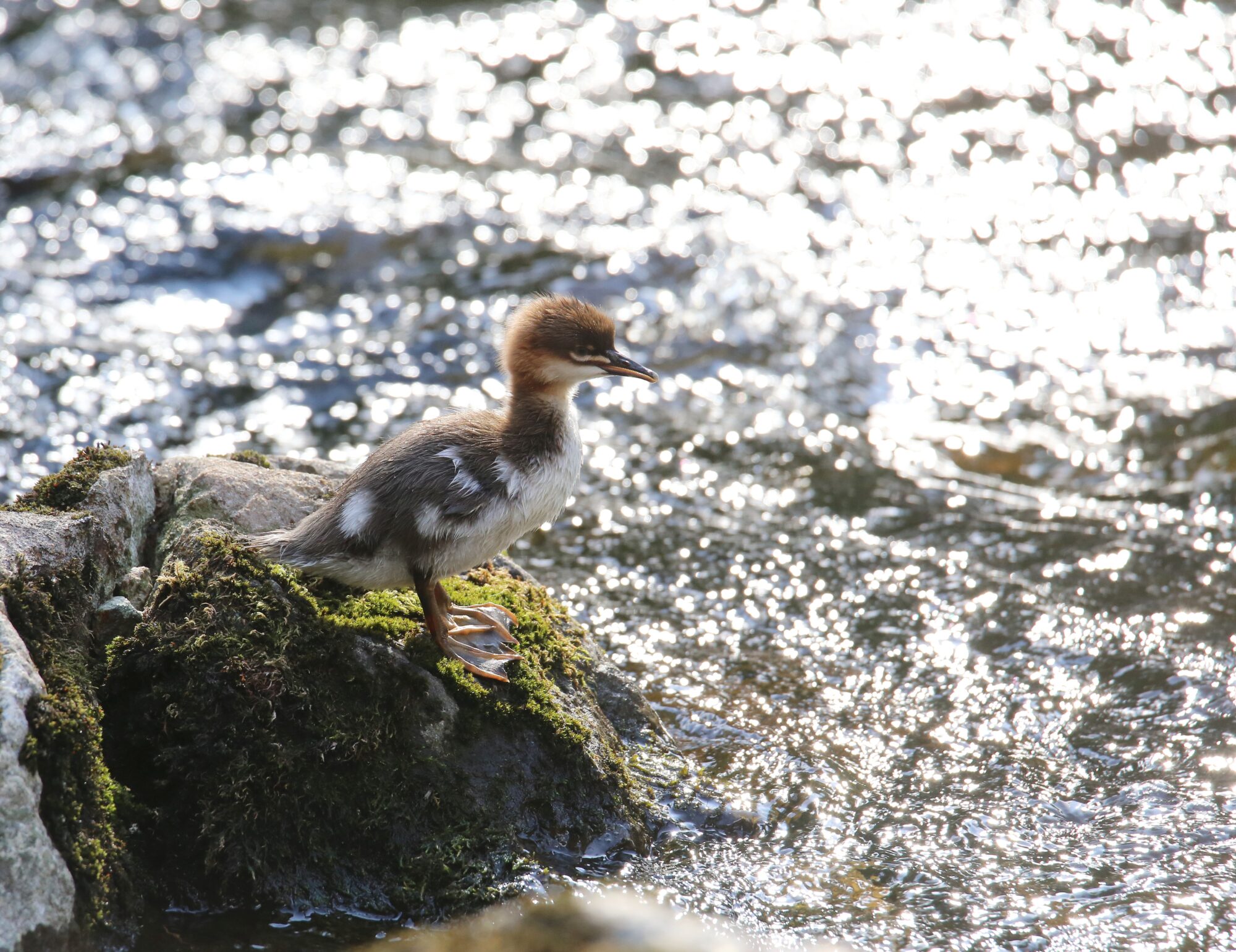 Valokuvaaja: Jaana Saarelainen Valokuvaaja: Jaana Saarelainen