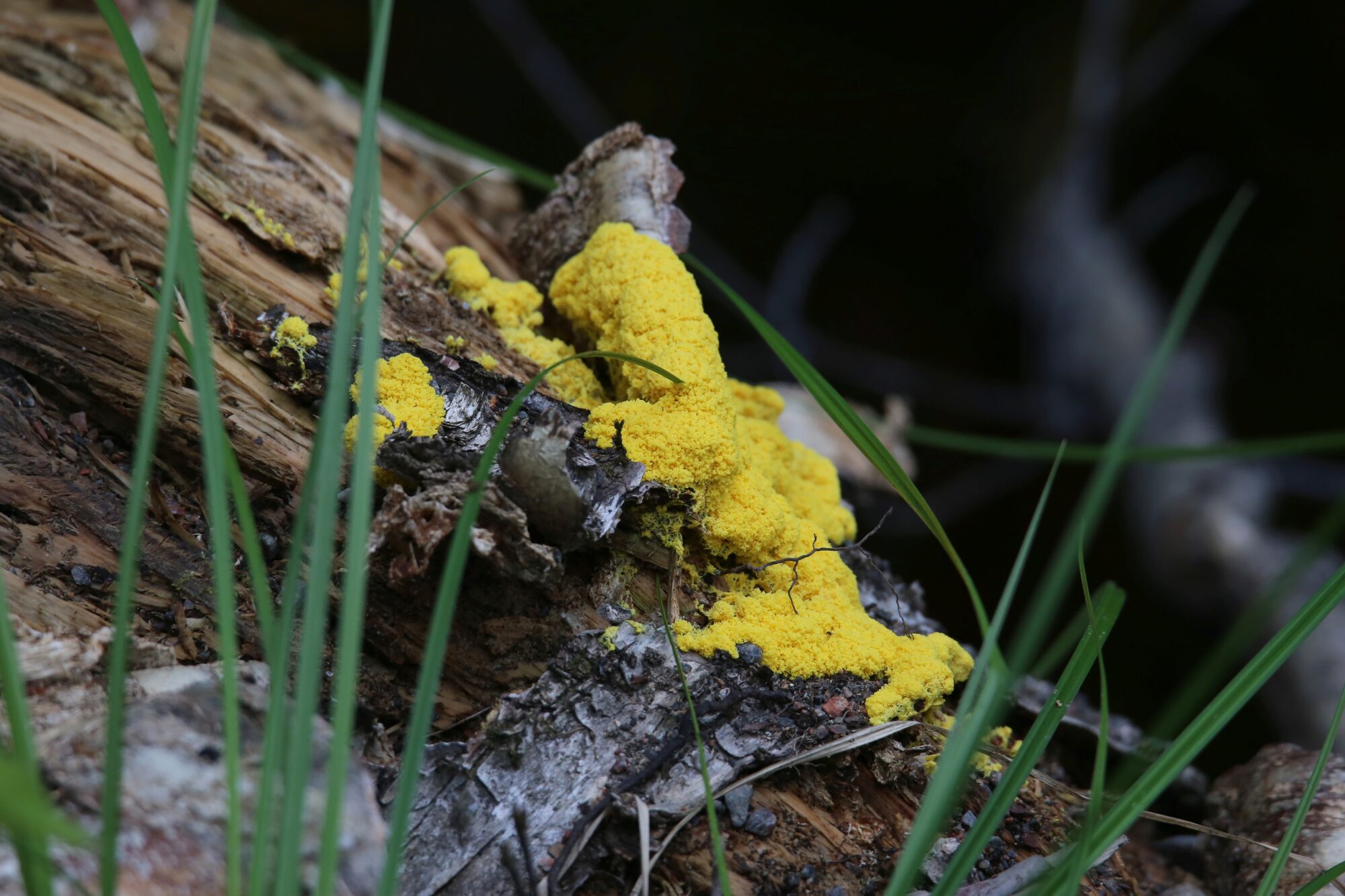 Valokuvaaja: Jaana Saarelainen