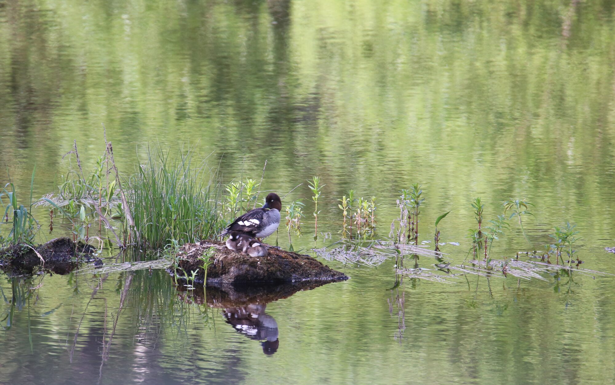 Valokuvaaja: Jaana Saarelainen