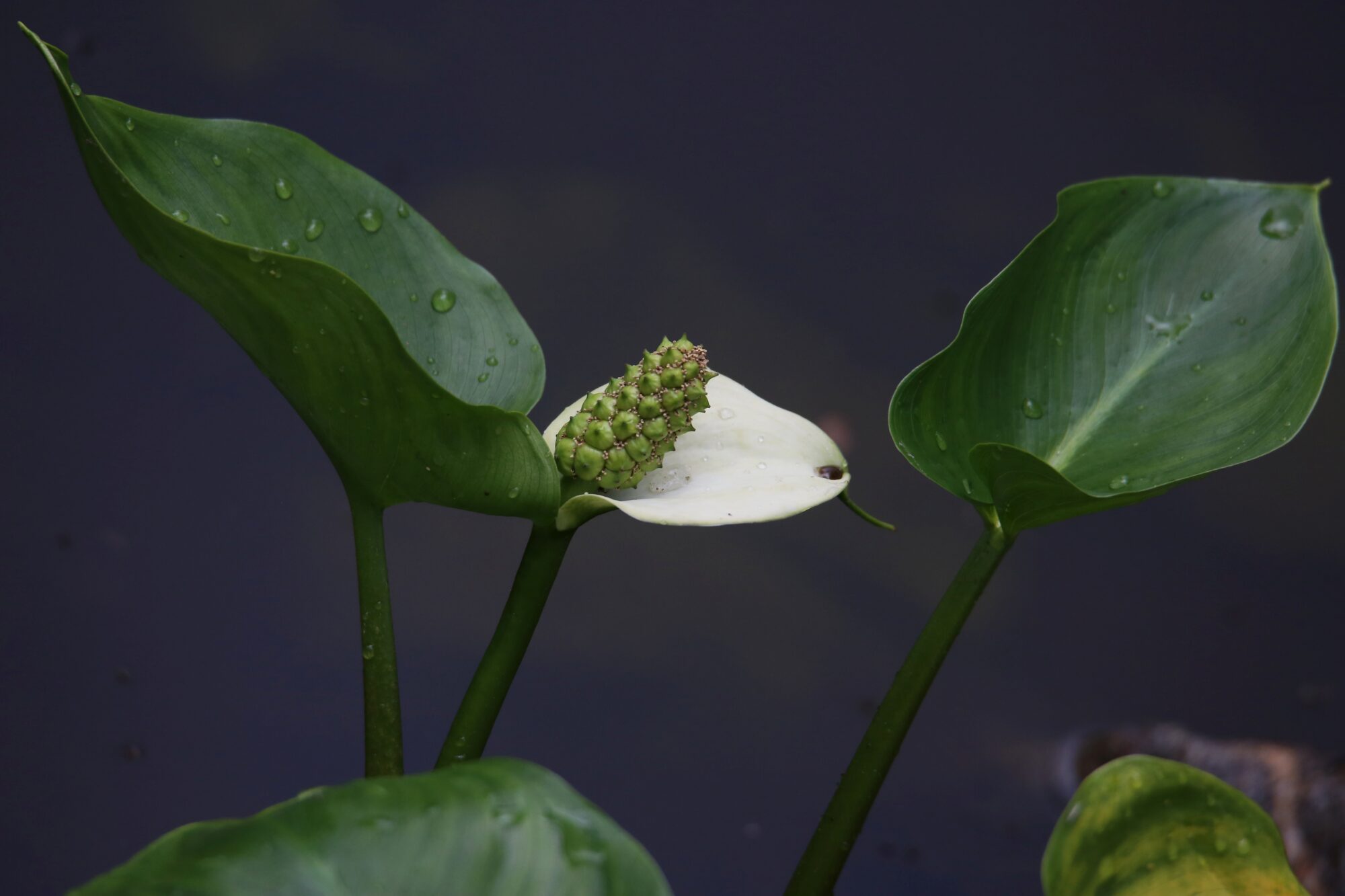 Valokuvaaja: Jaana Saarelainen