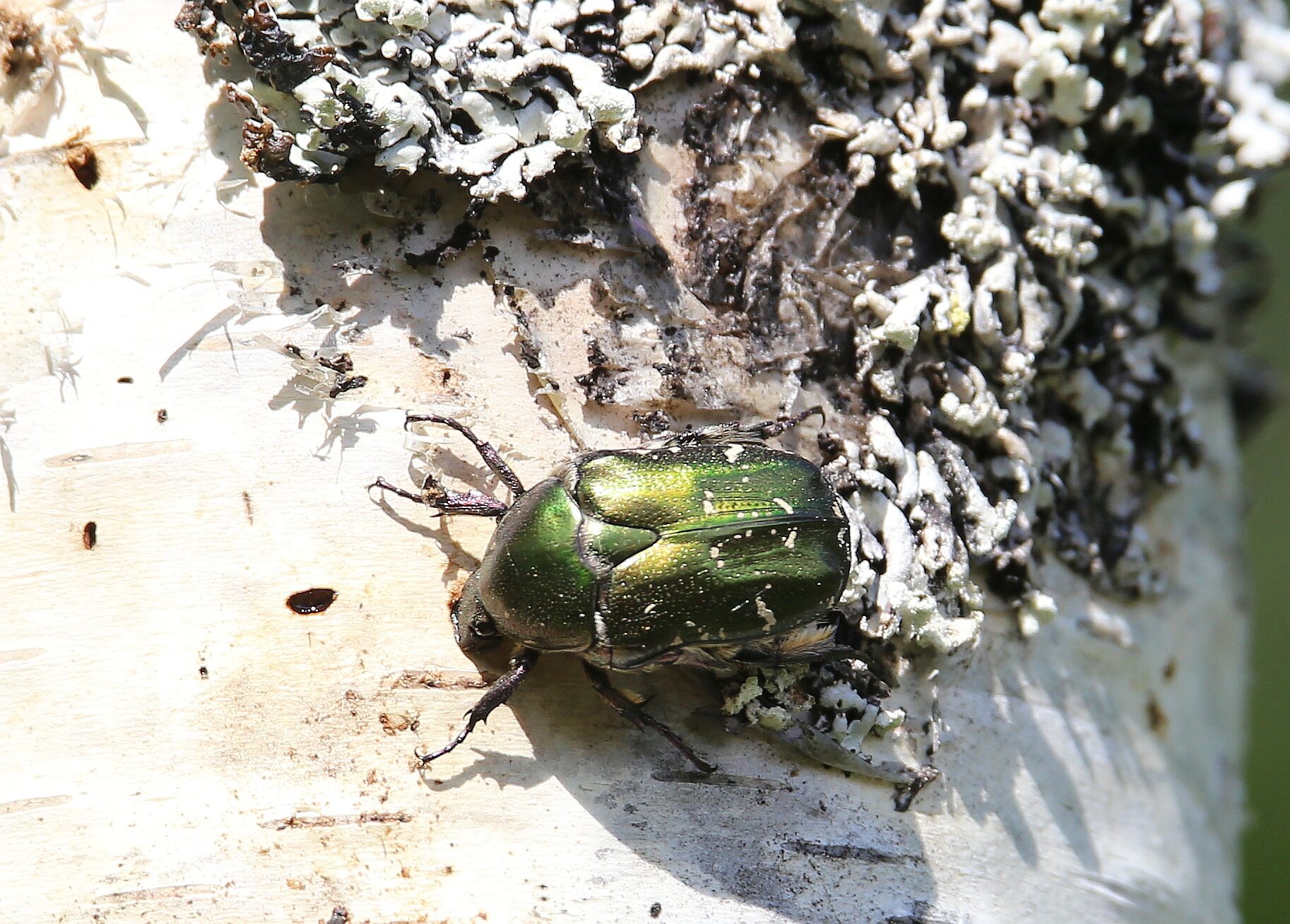 Valokuvaaja: Jaana Saarelainen