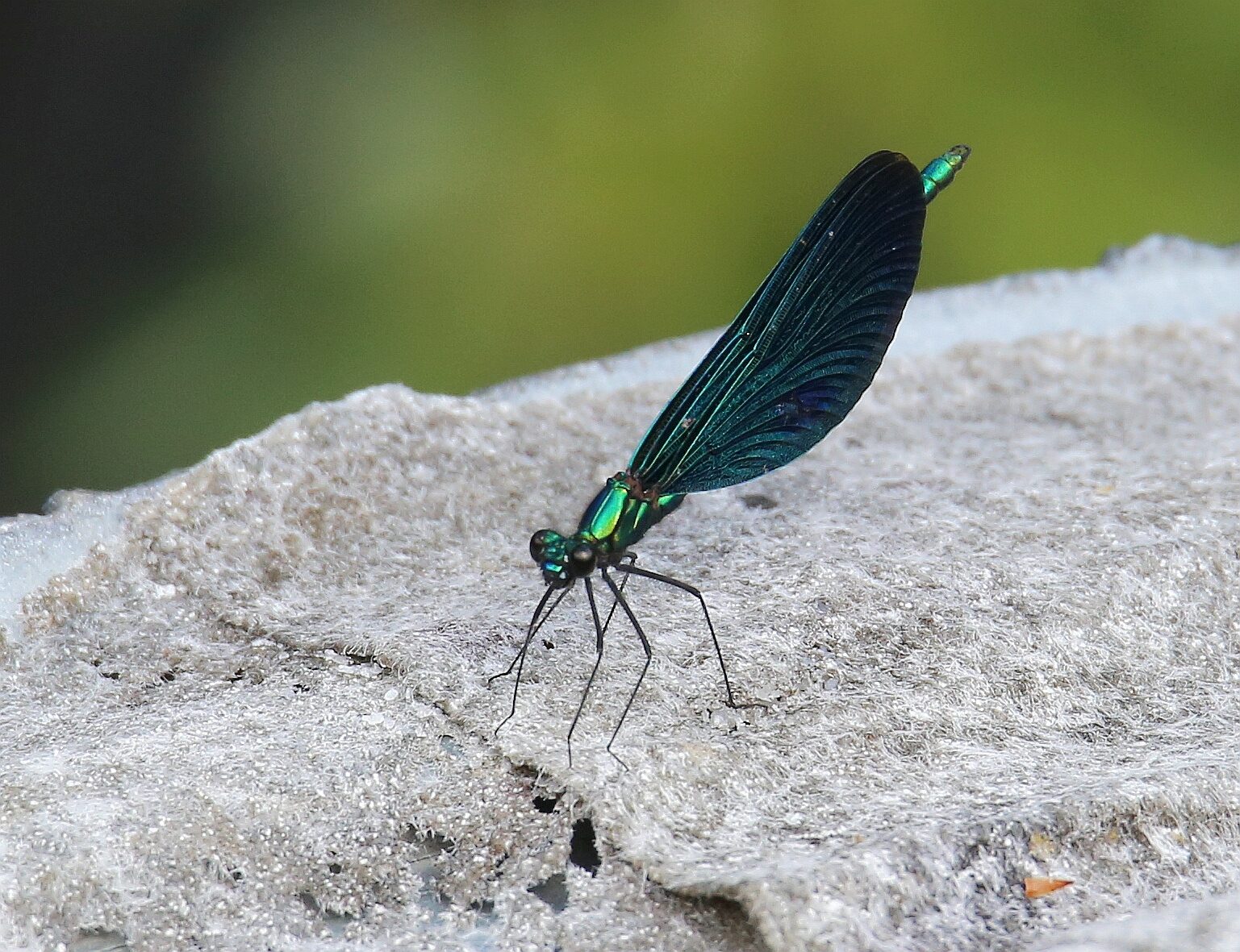 Valokuvaaja: Jaana Saarelainen