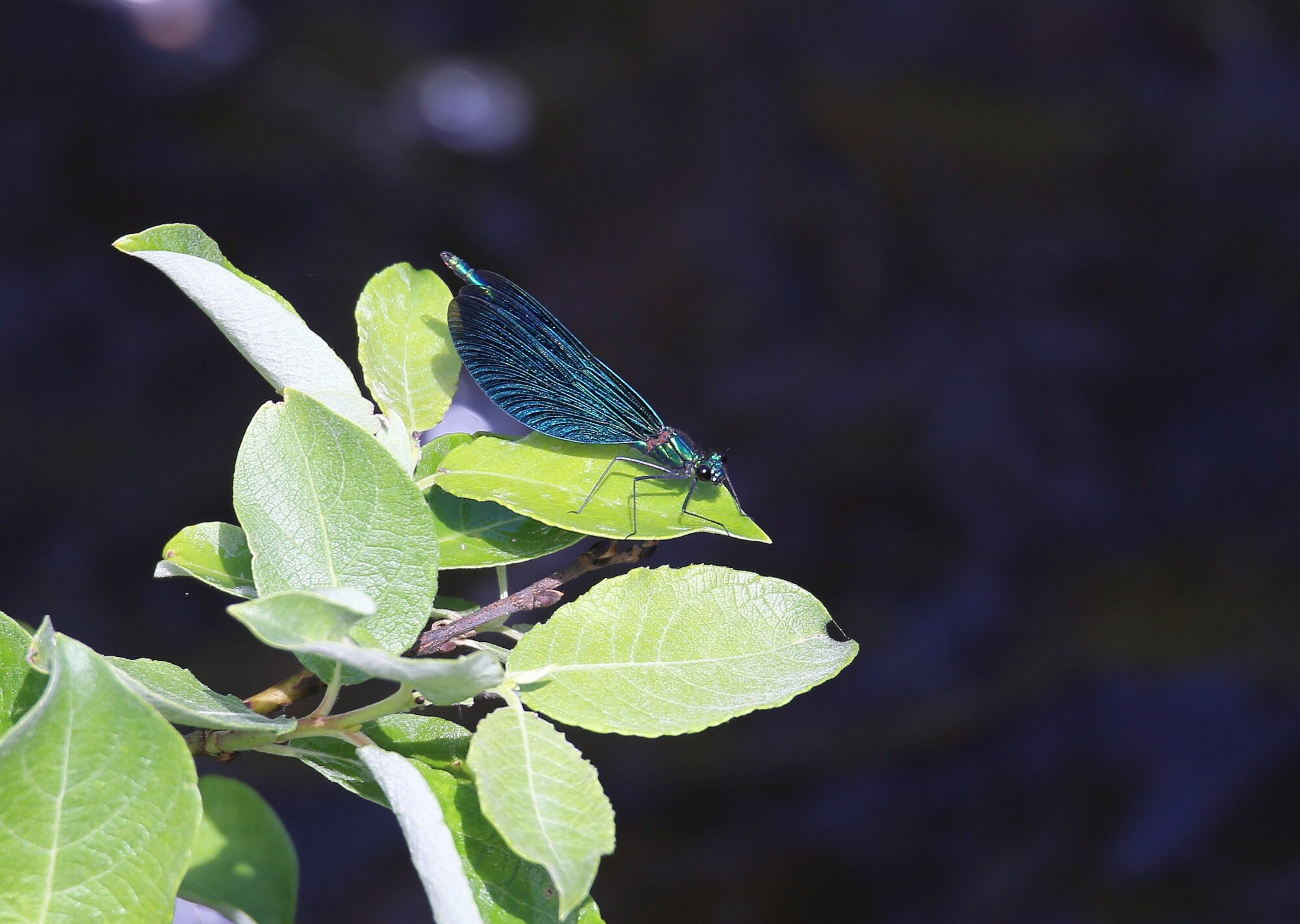 Valokuvaaja: Jaana Saarelainen