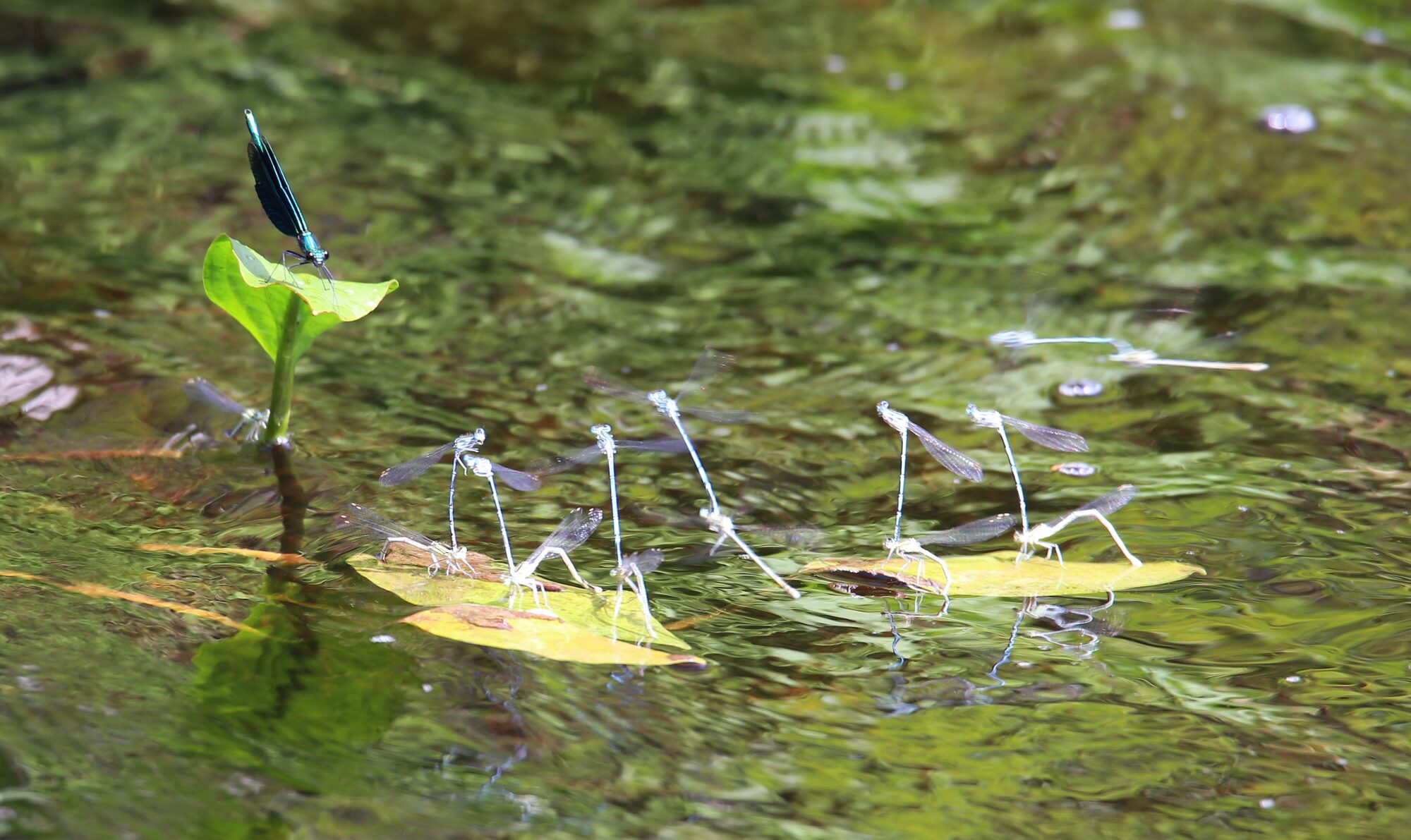 Valokuvaaja: Jaana Saarelainen
