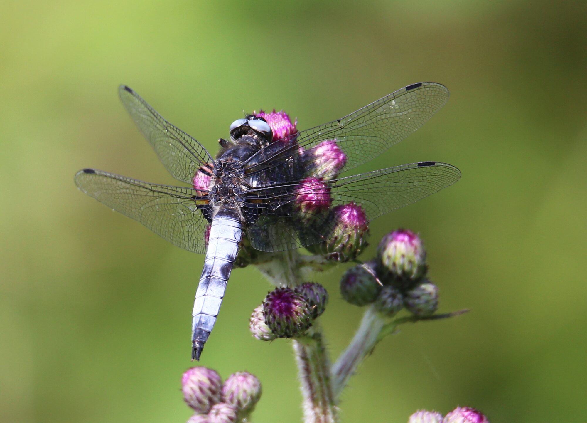 Valokuvaaja: Jaana Saarelainen