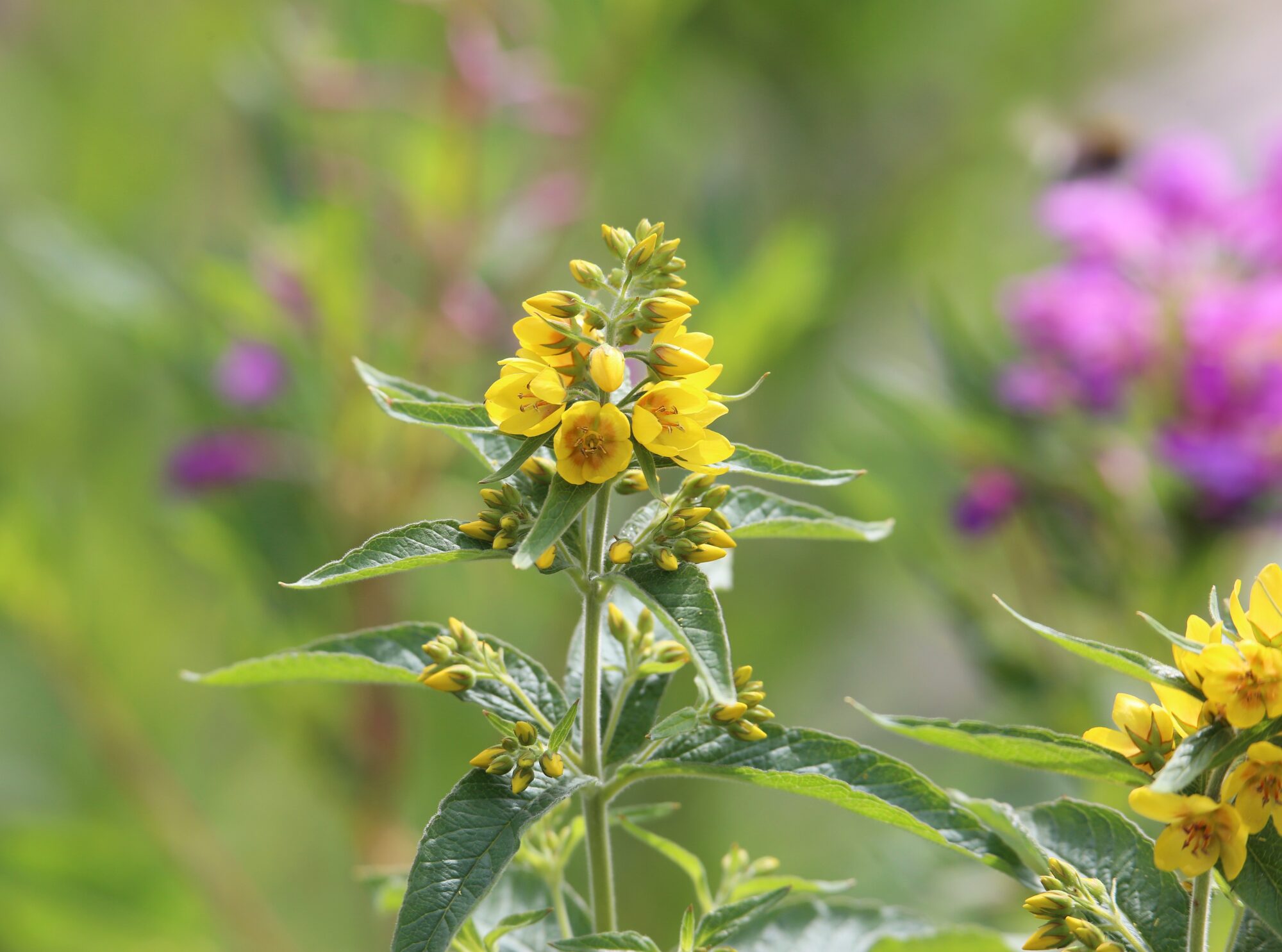 Valokuvaaja: Jaana Saarelainen
