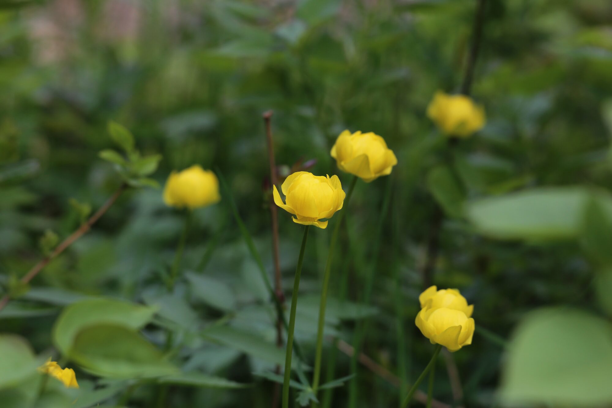 Valokuvaaja: Jaana Saarelainen