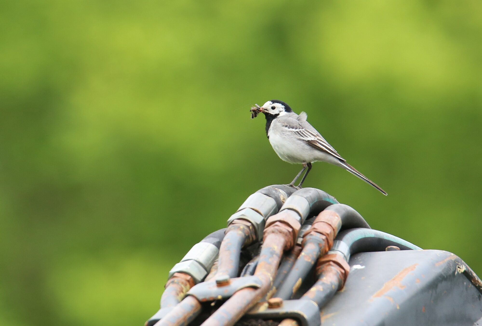 Valokuvaaja: Jaana Saarelainen