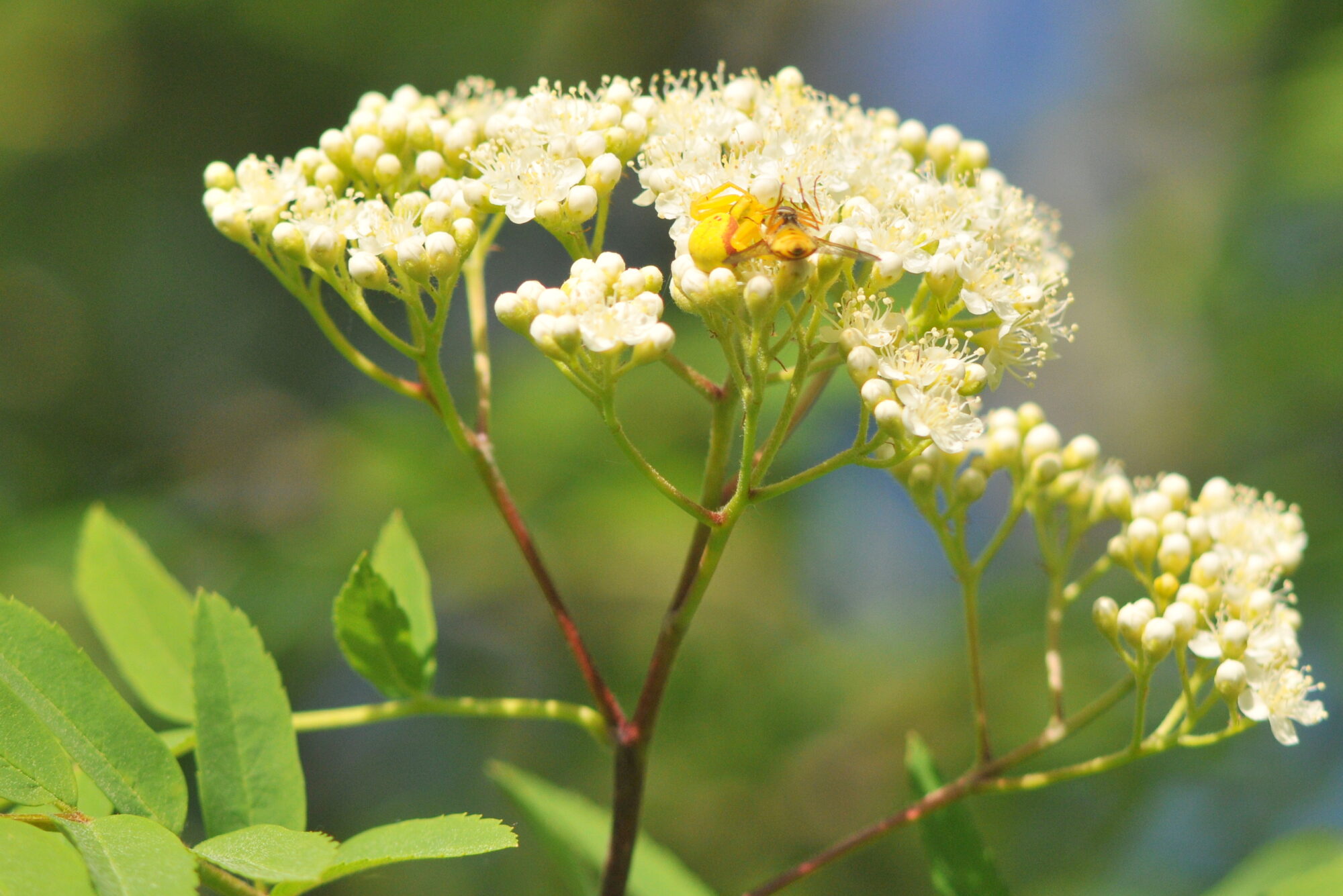 Valokuvaaja: Kaarlo Asikainen Valokuvaaja: Kaarlo Asikainen
