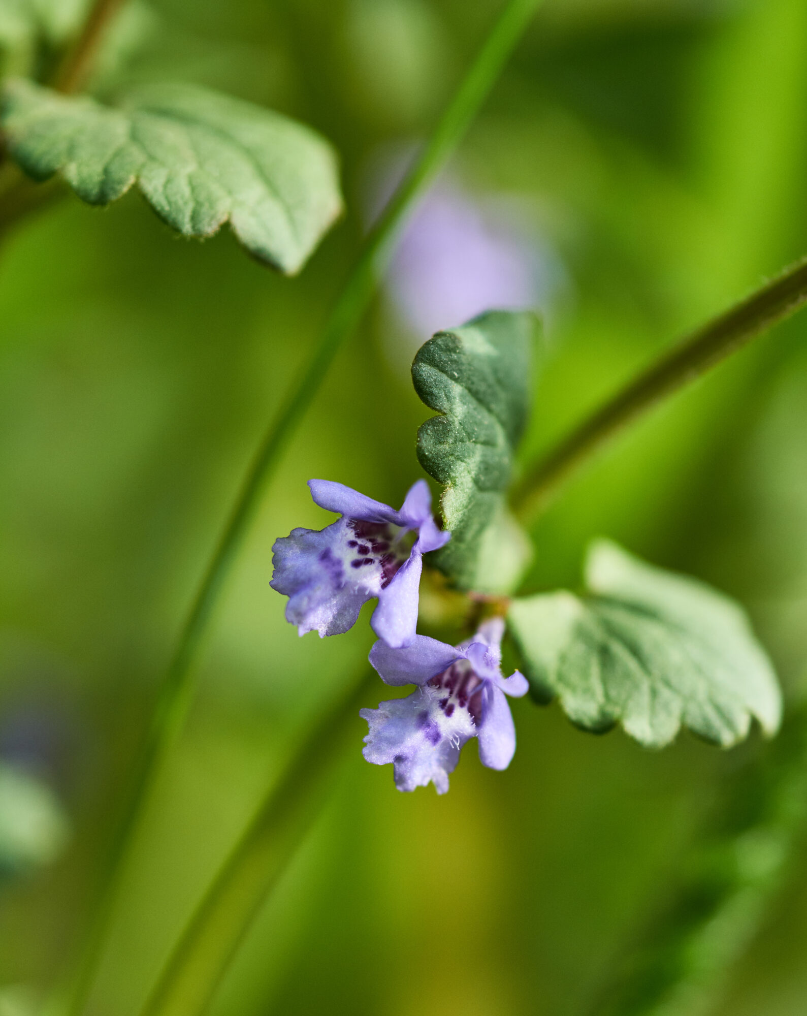 Valokuvaaja: Tarja Kouvo