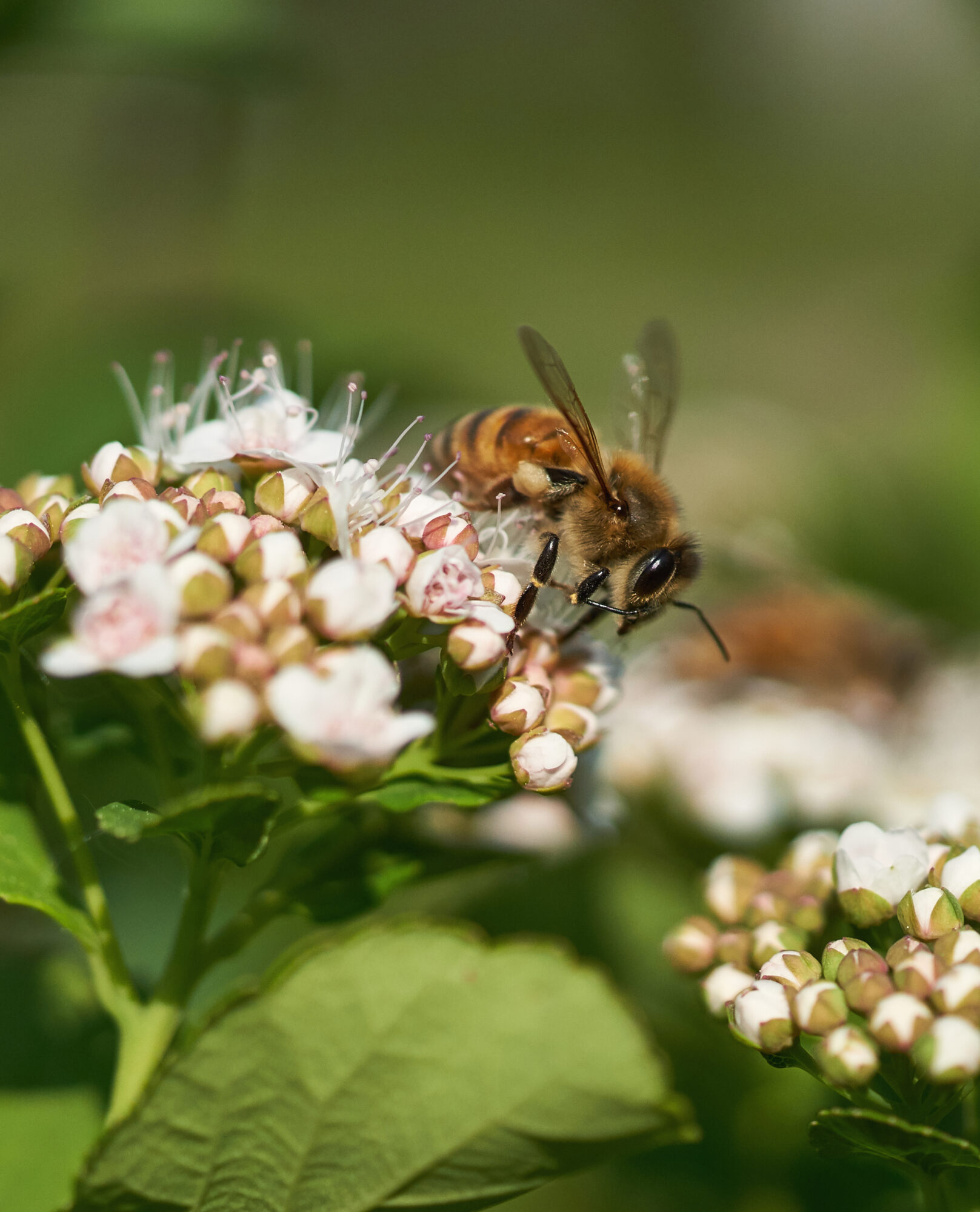 Valokuvaaja: Tarja Kouvo