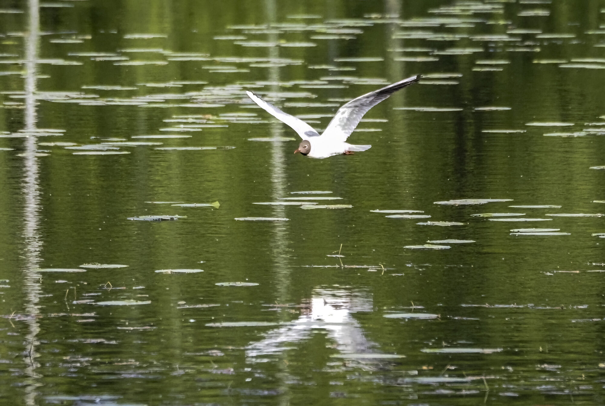 Valokuvaaja: Hannu Tikkanen