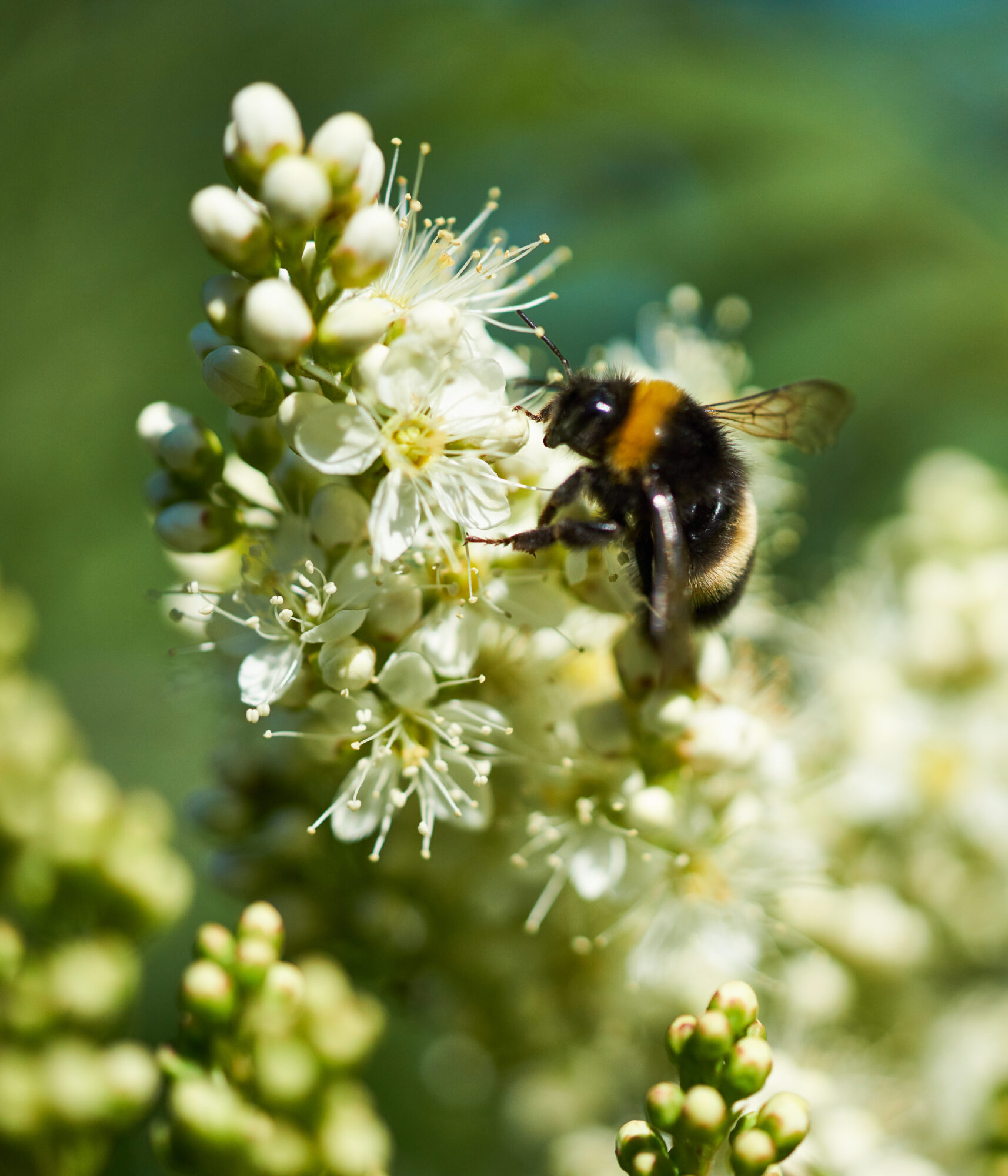 Valokuvaaja: Tarja Kouvo