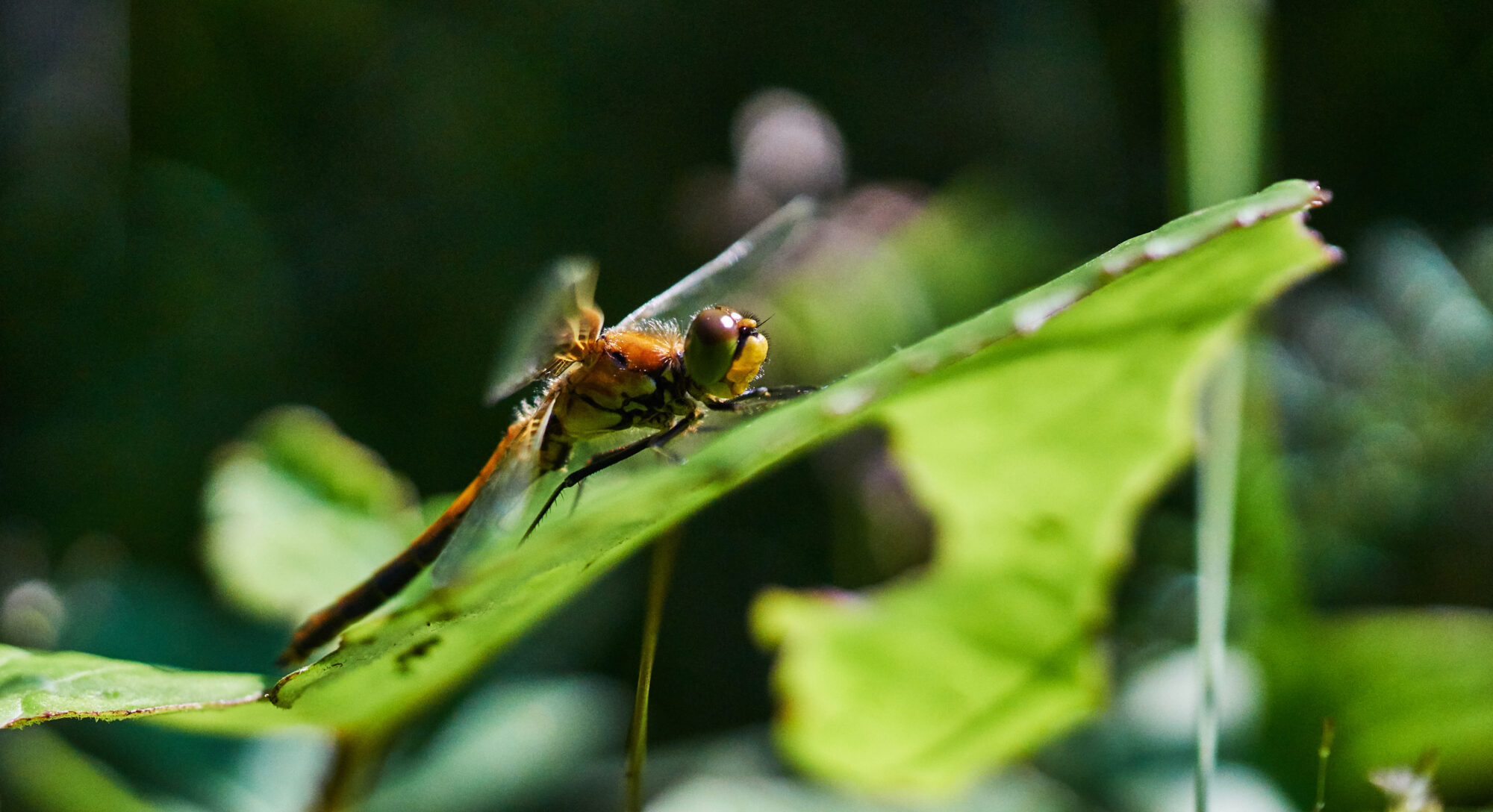 Valokuvaaja: Tarja Kouvo