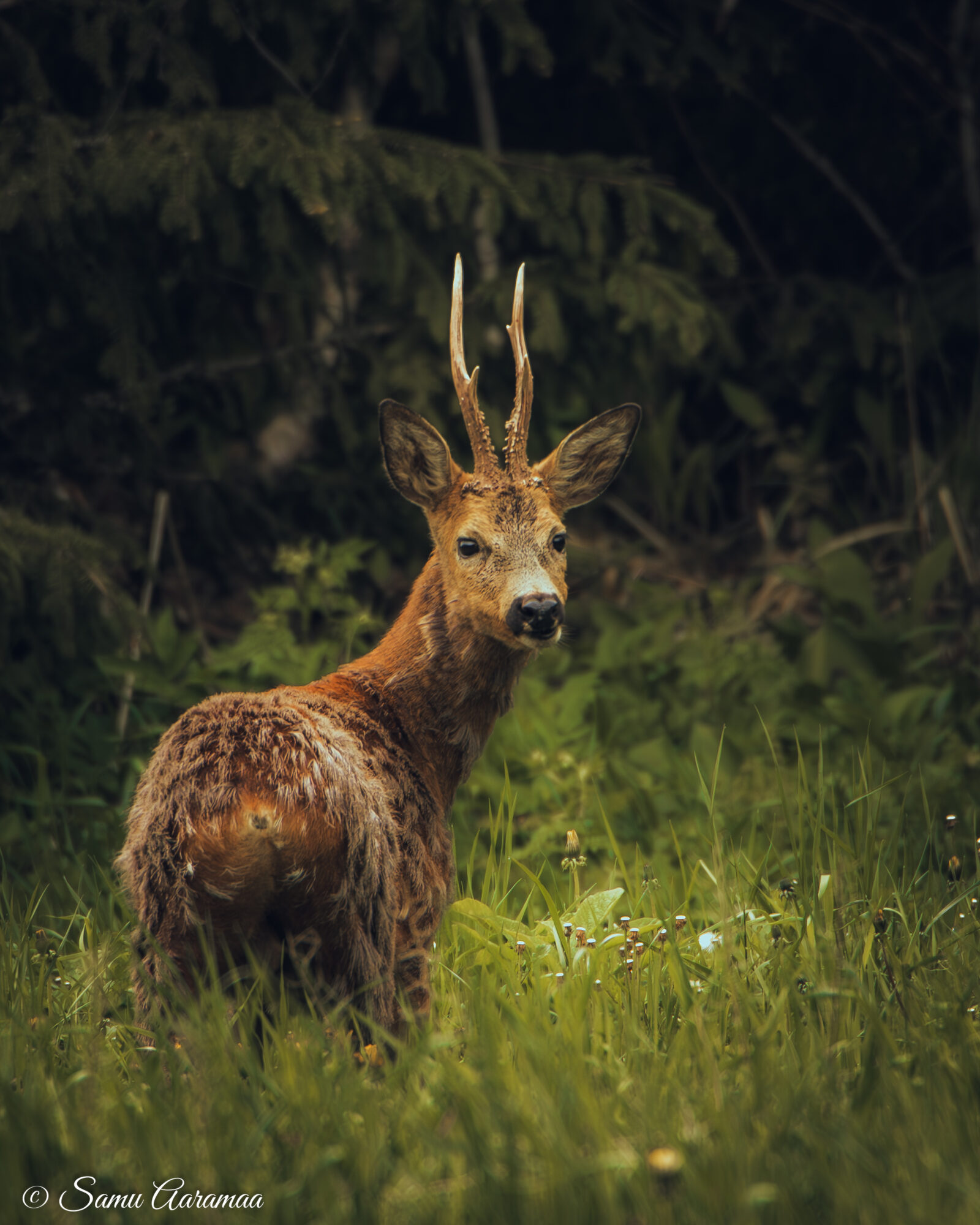 Valokuvaaja: Samu Aaramaa