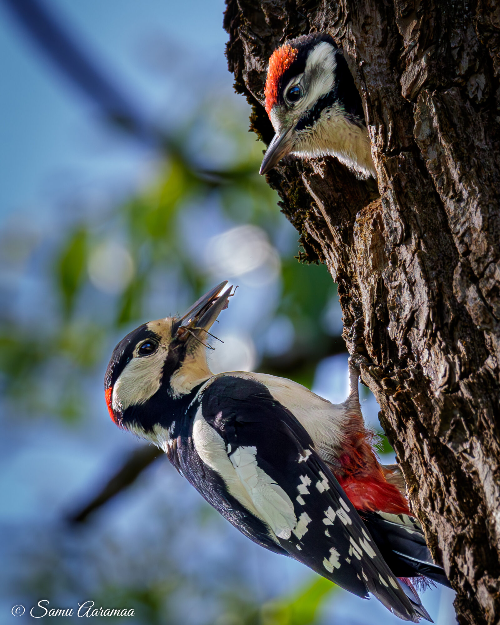 Valokuvaaja: Samu Aaramaa