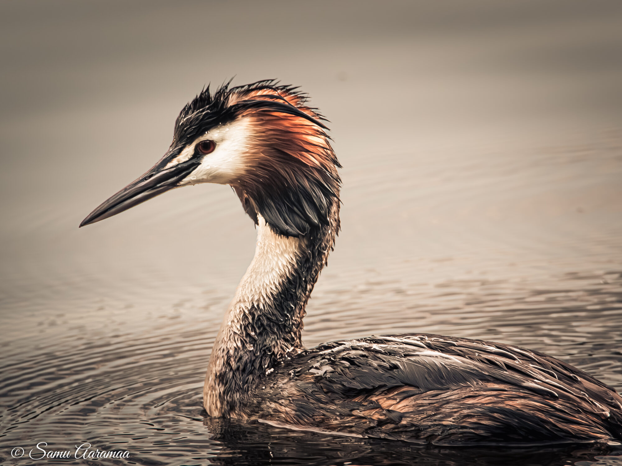 Valokuvaaja: Samu Aaramaa