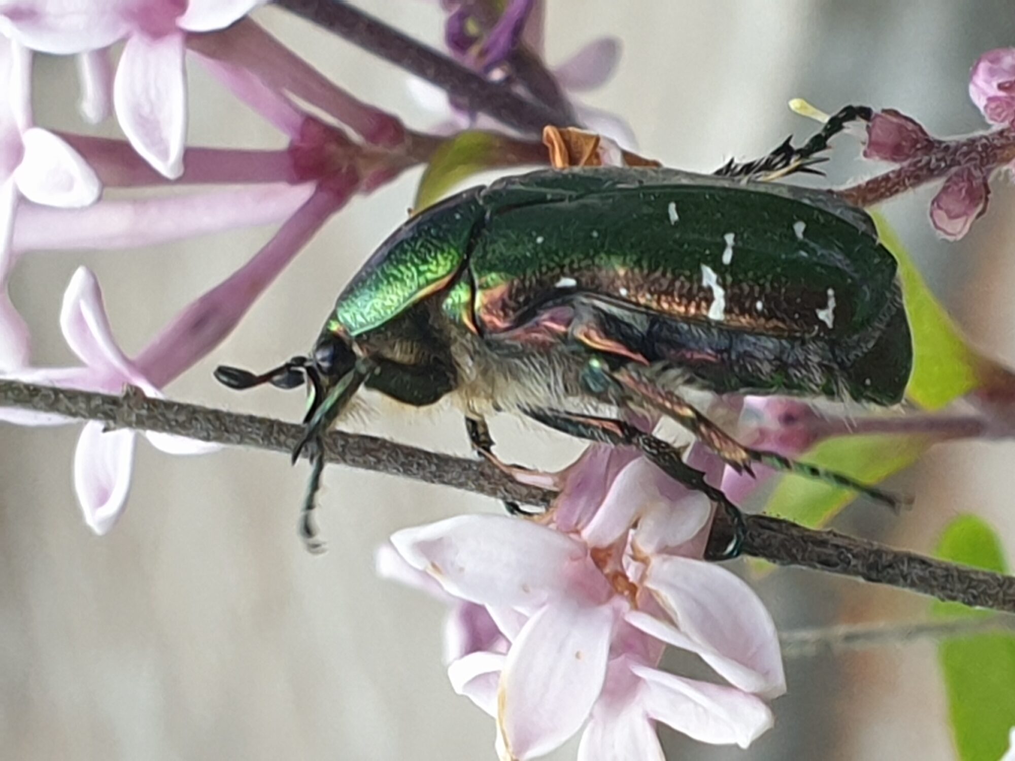 Valokuvaaja: Marja-Liisa Koskela-Lahtinen