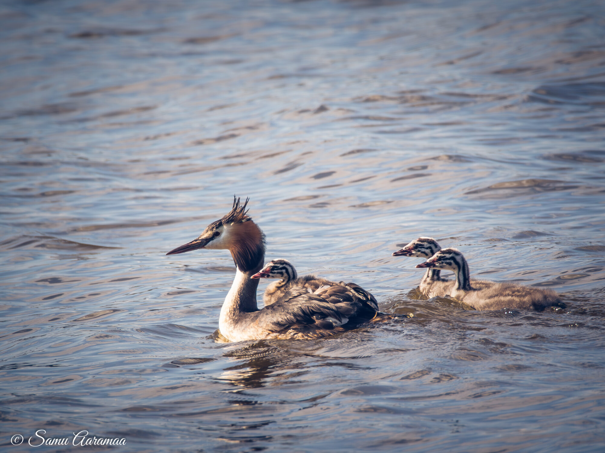 Valokuvaaja: Samu Aaramaa