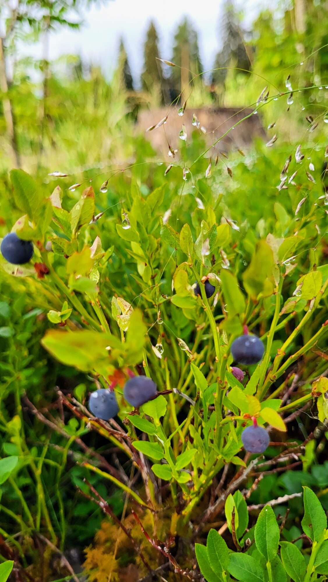 Valokuvaaja: Jenna Pietilä Valokuvaaja: Jenna Pietilä