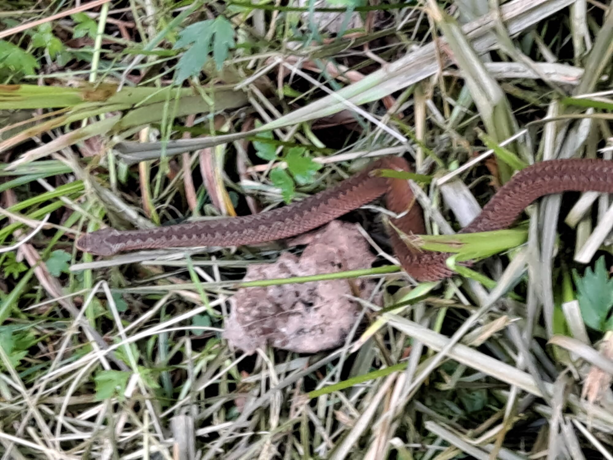 Valokuvaaja: Satu Suuntala