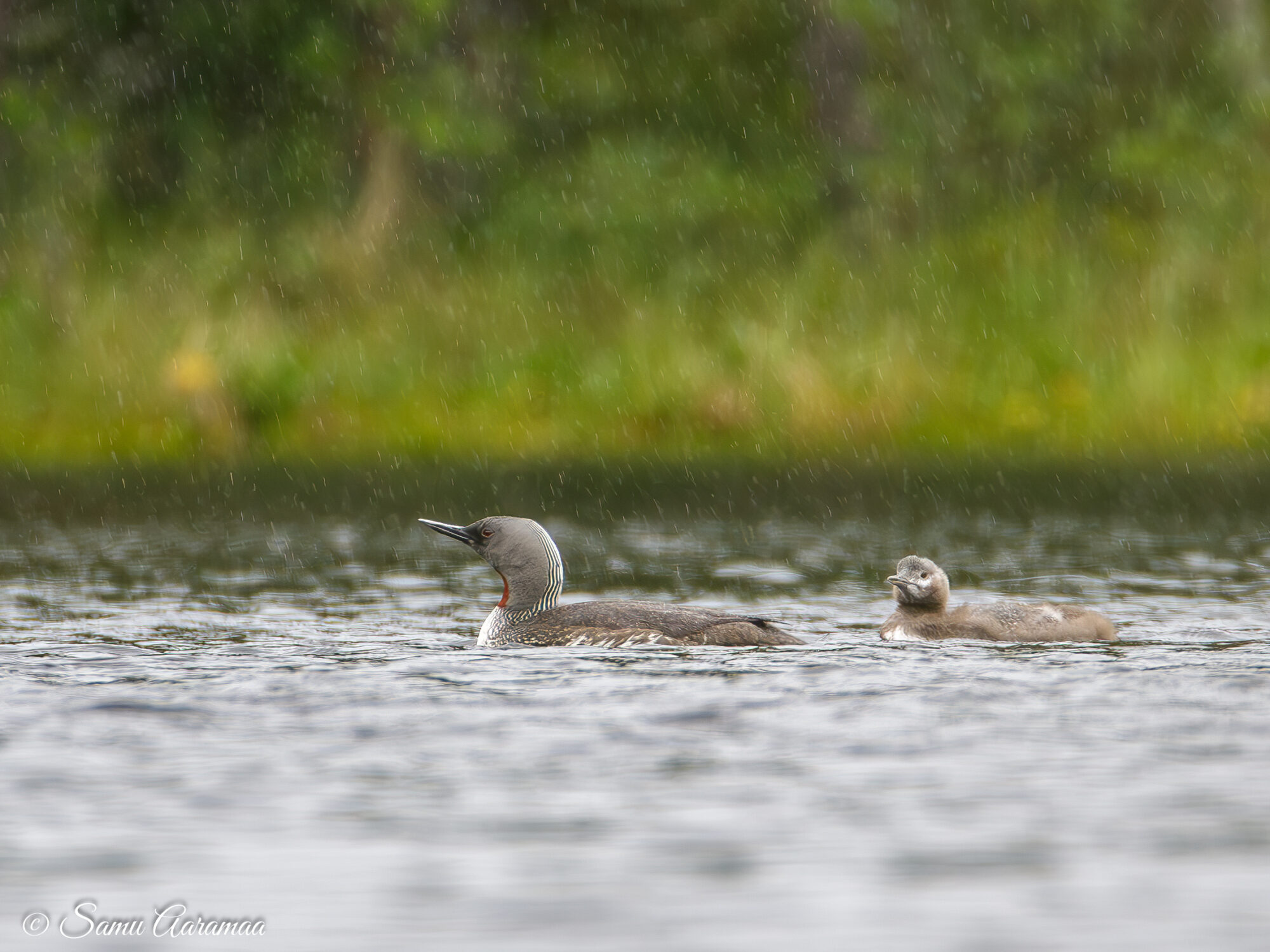 Valokuvaaja: Samu Aaramaa