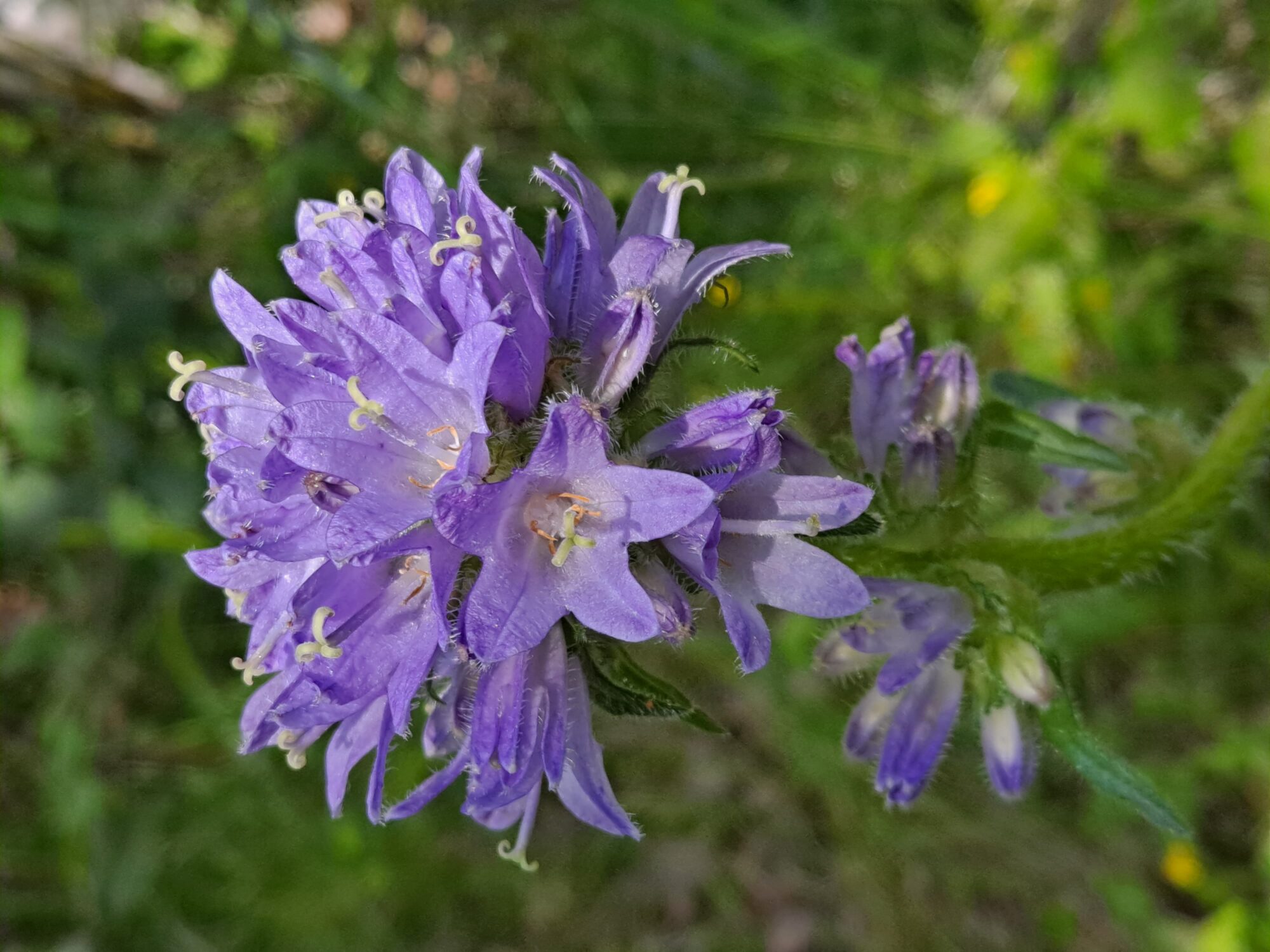 Valokuvaaja: Satu Suuntala