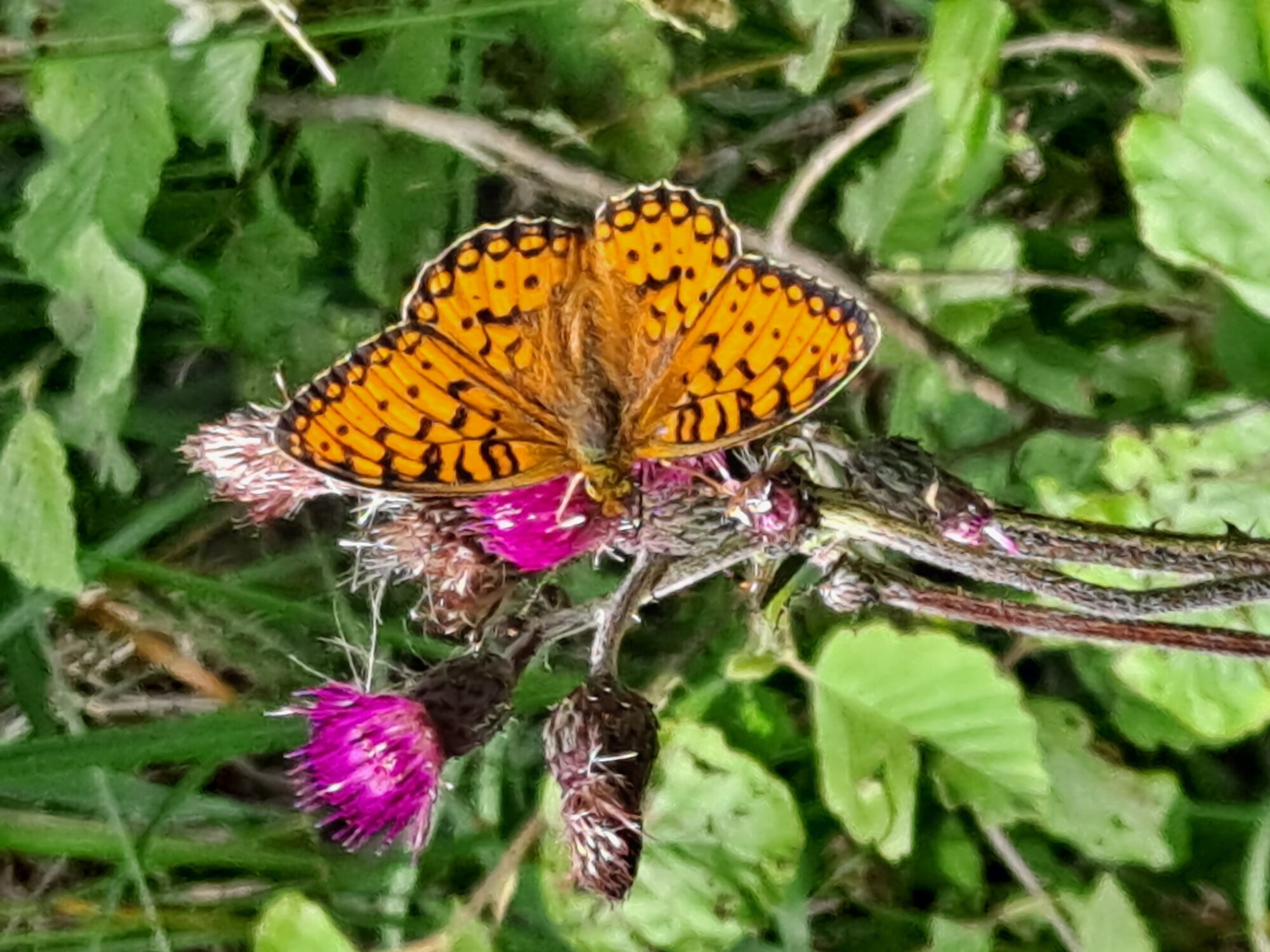 Valokuvaaja: Satu Suuntala