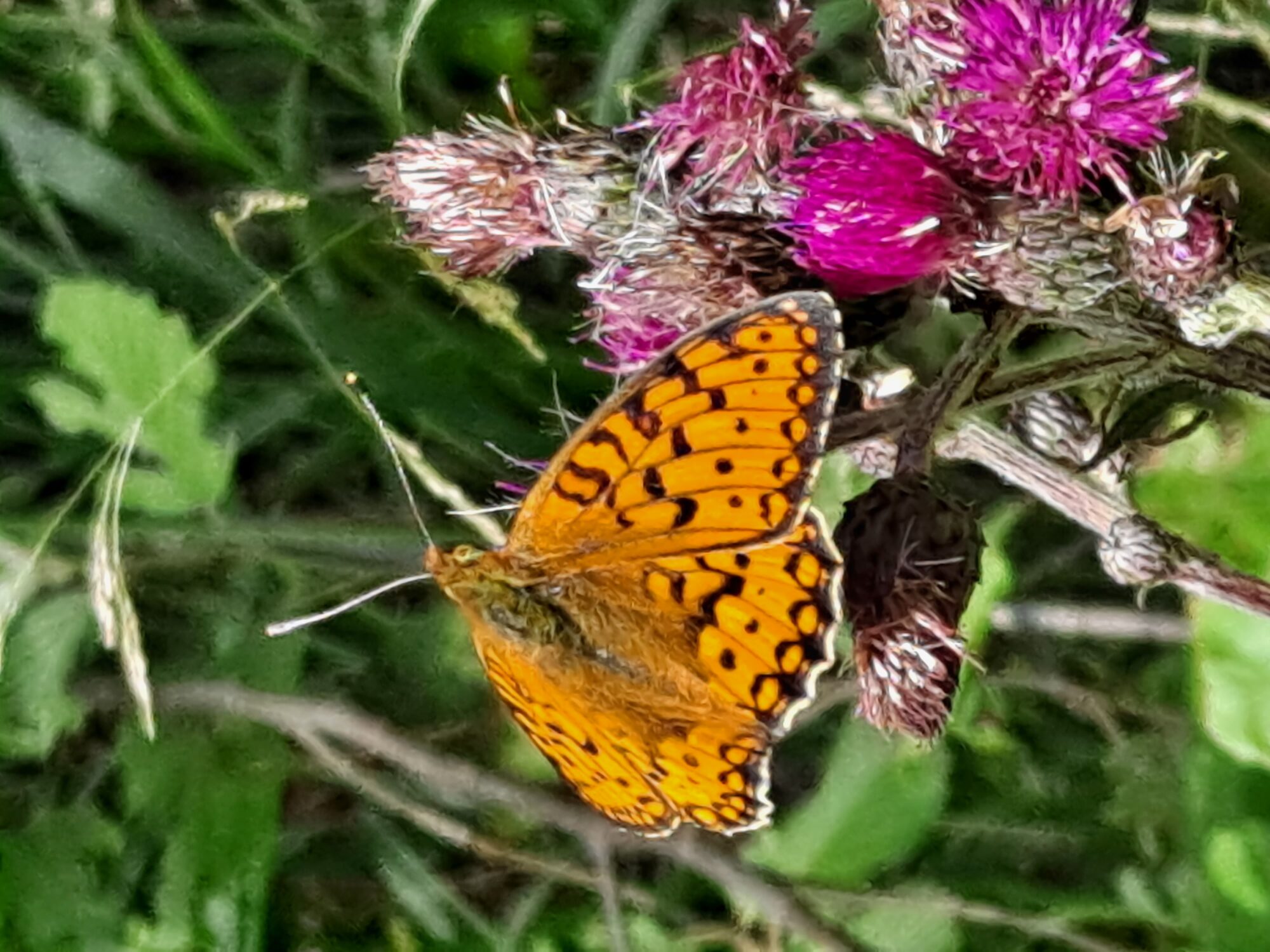 Valokuvaaja: Satu Suuntala