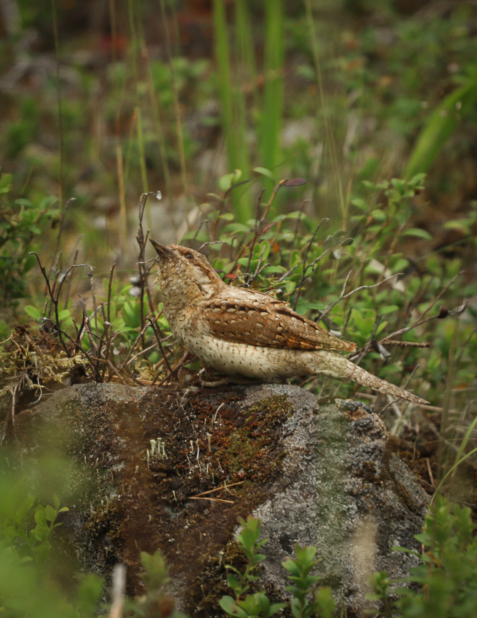 Valokuvaaja: Katariina heikkonen