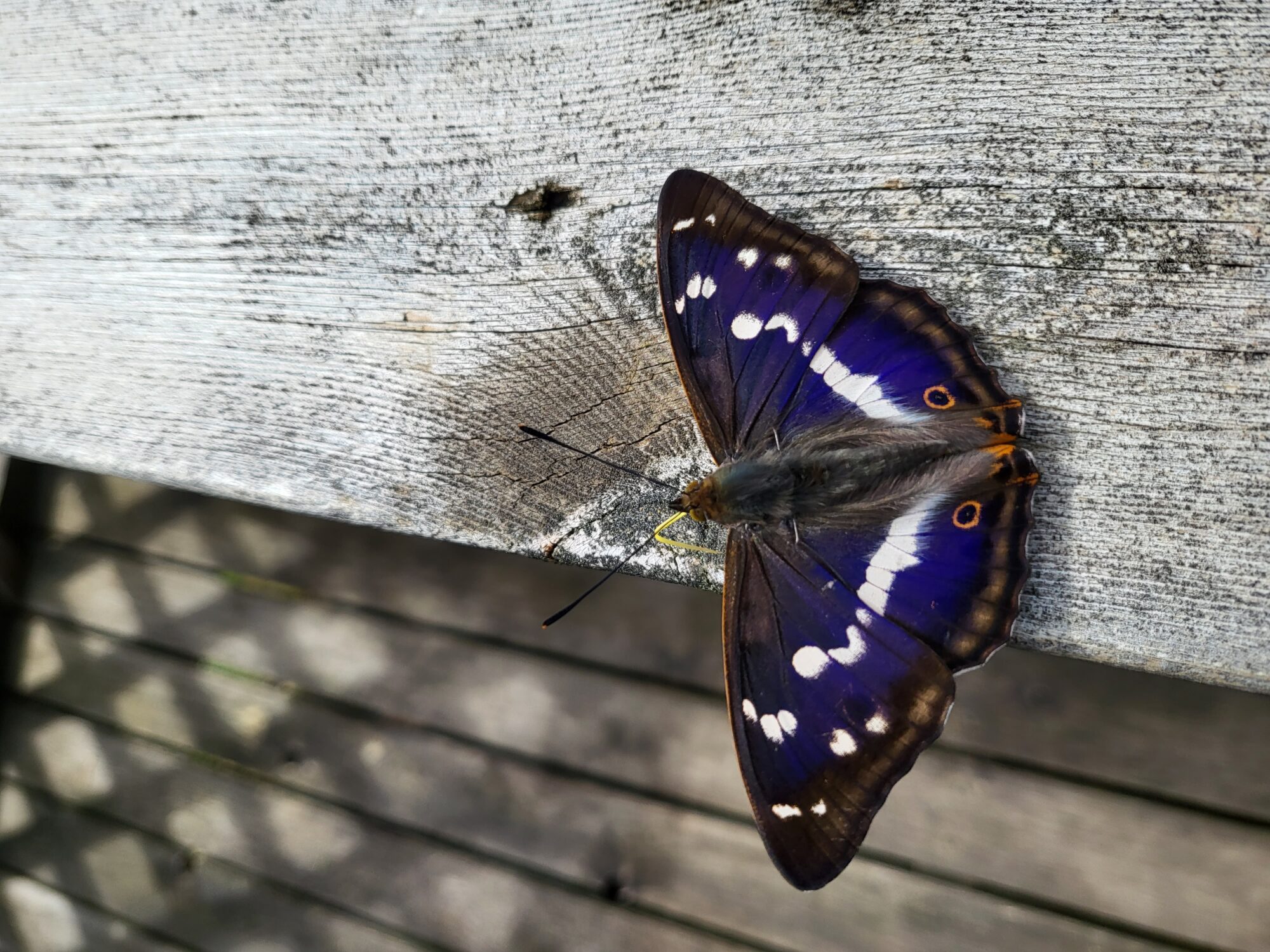 Valokuvaaja: Paula Lampinen
