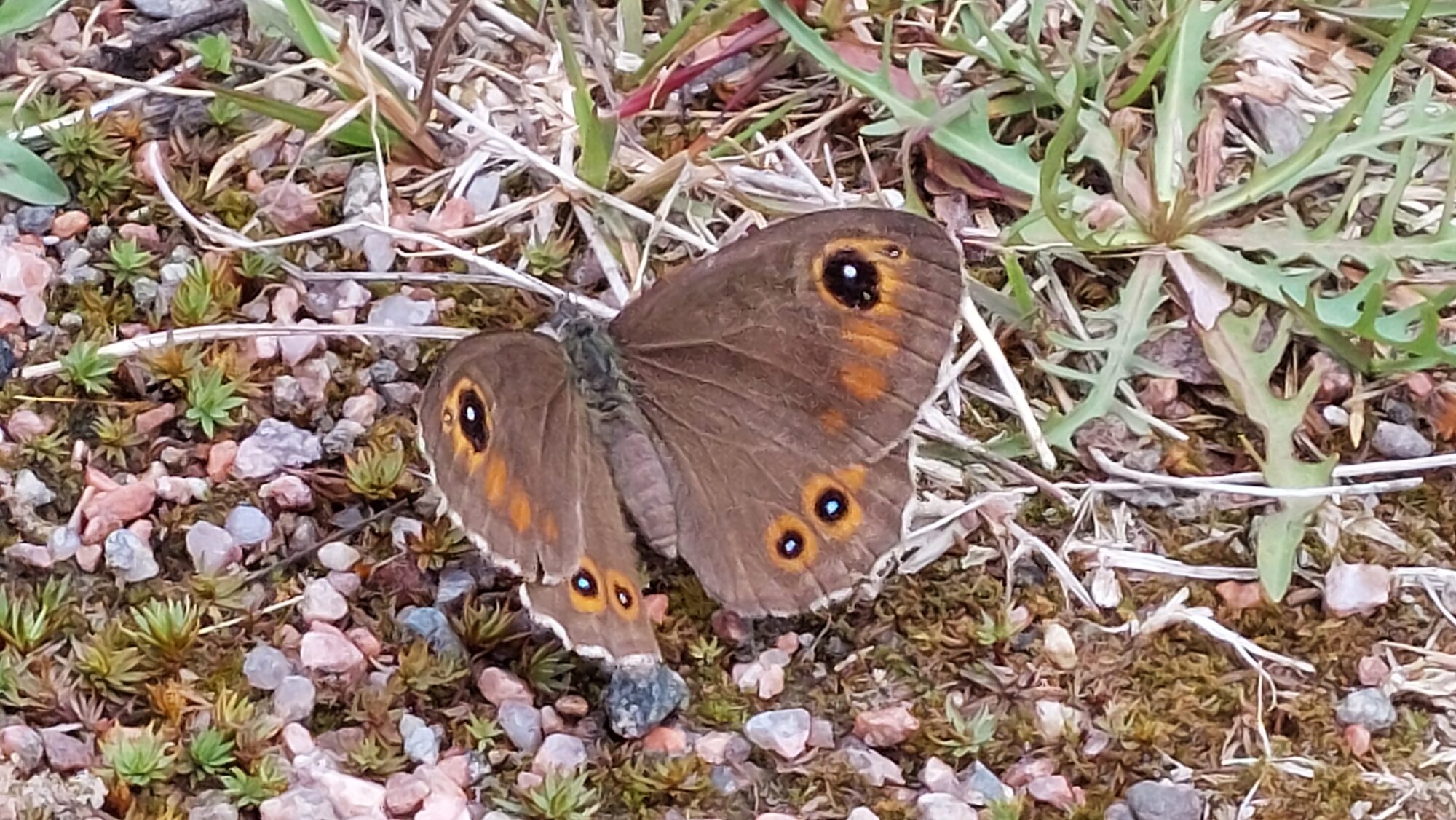 Valokuvaaja: Tarja Naukkarinen