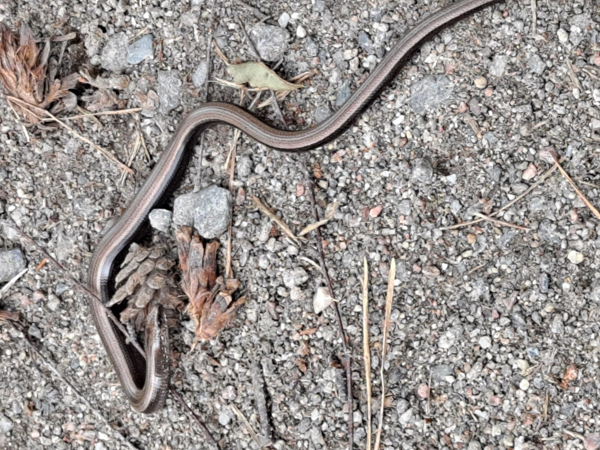 Valokuvaaja: Satu Suuntala