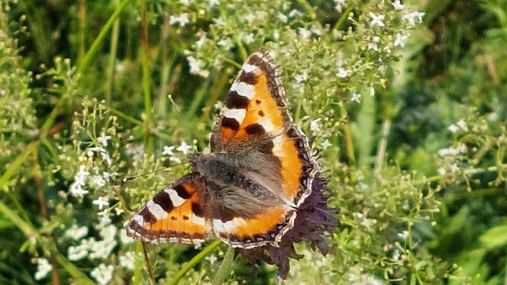 Valokuvaaja: Tarja Naukkarinen