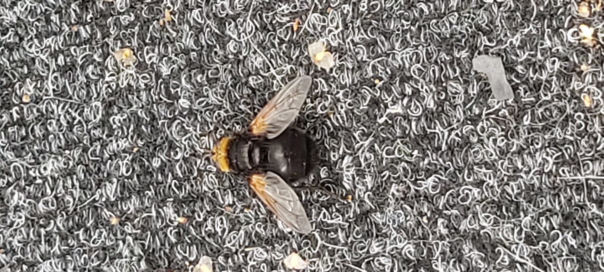 Valokuvaaja: Kirsti Zukale Valokuvaaja: Kirsti Zukale