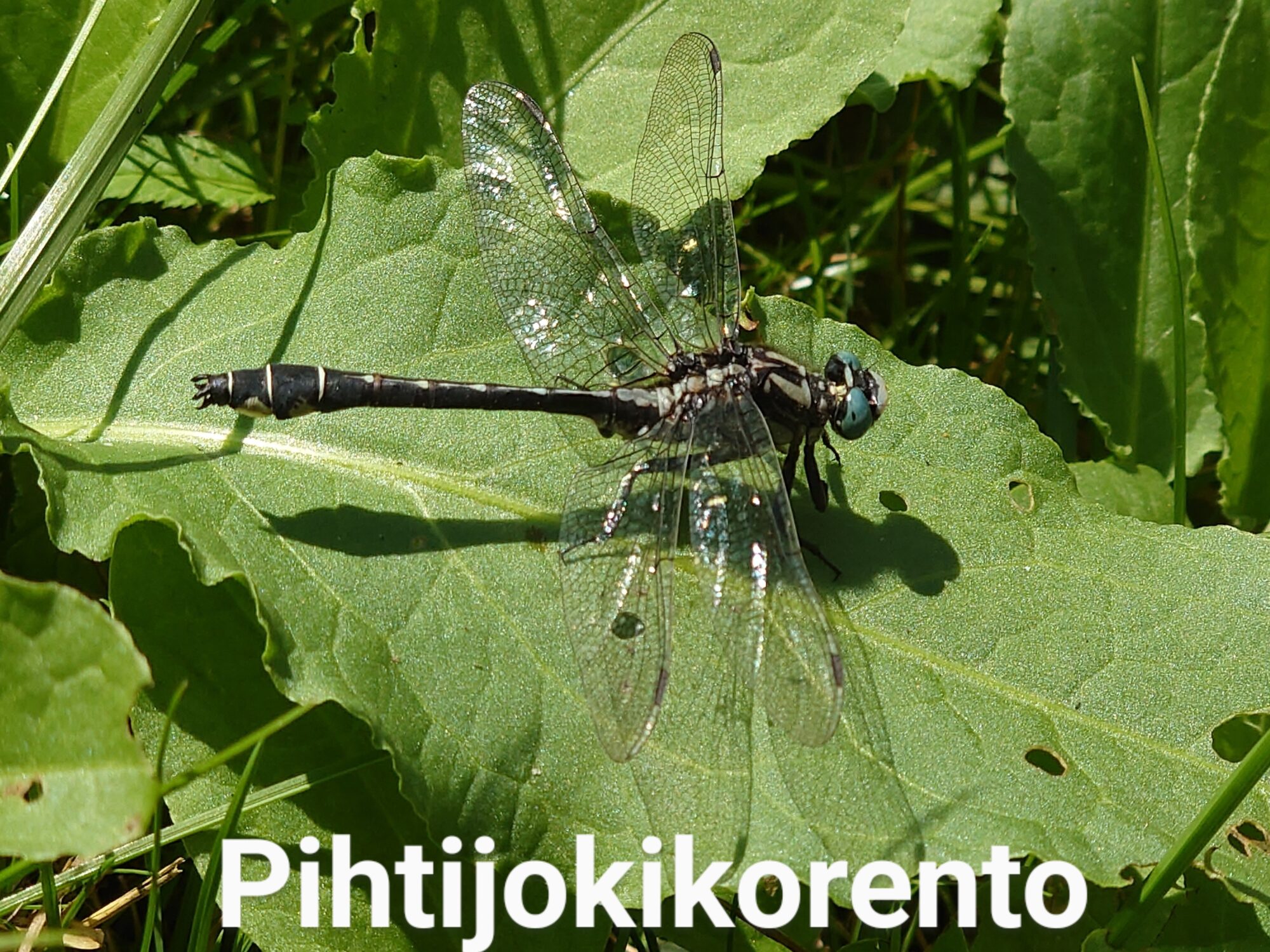 Valokuvaaja: Jouni Roppola.