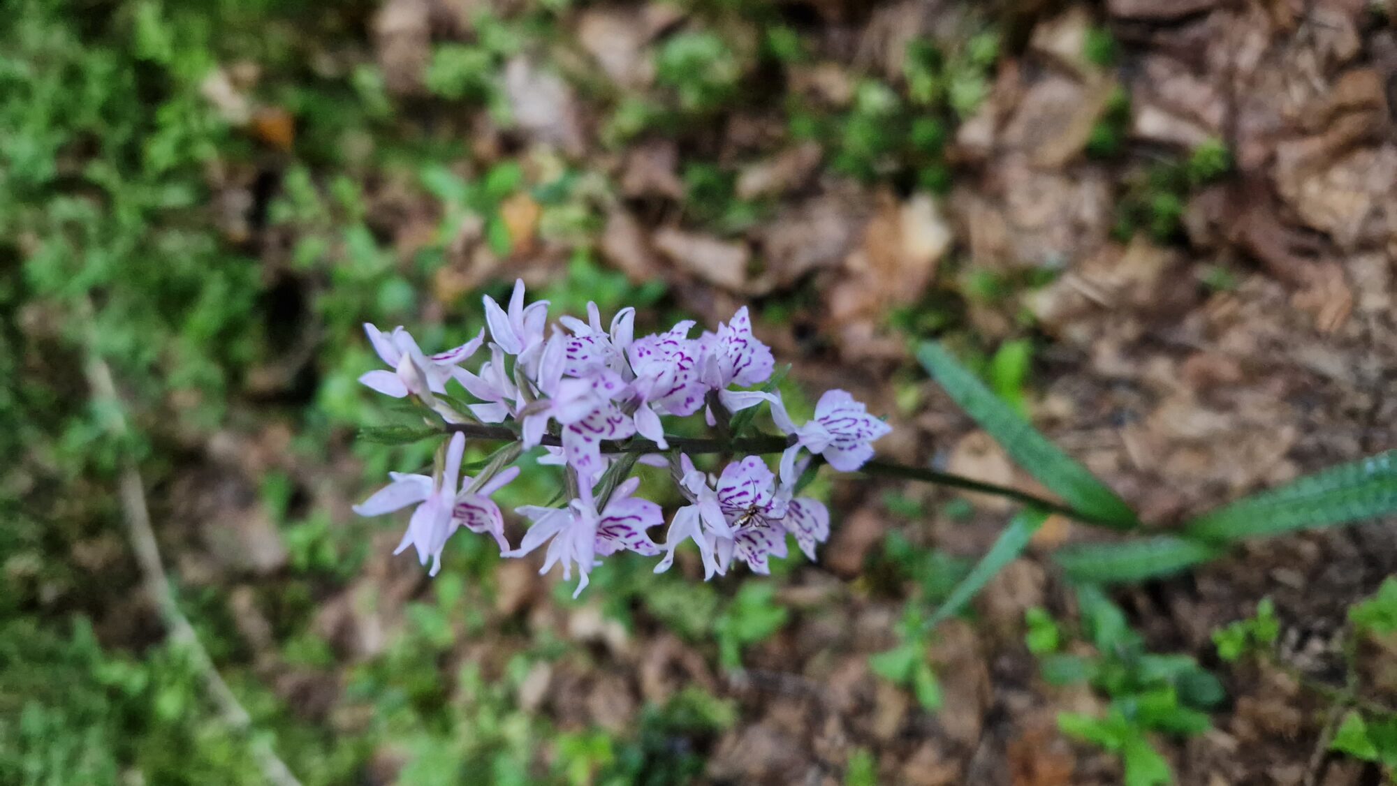 Valokuvaaja: Mikaela Jussila