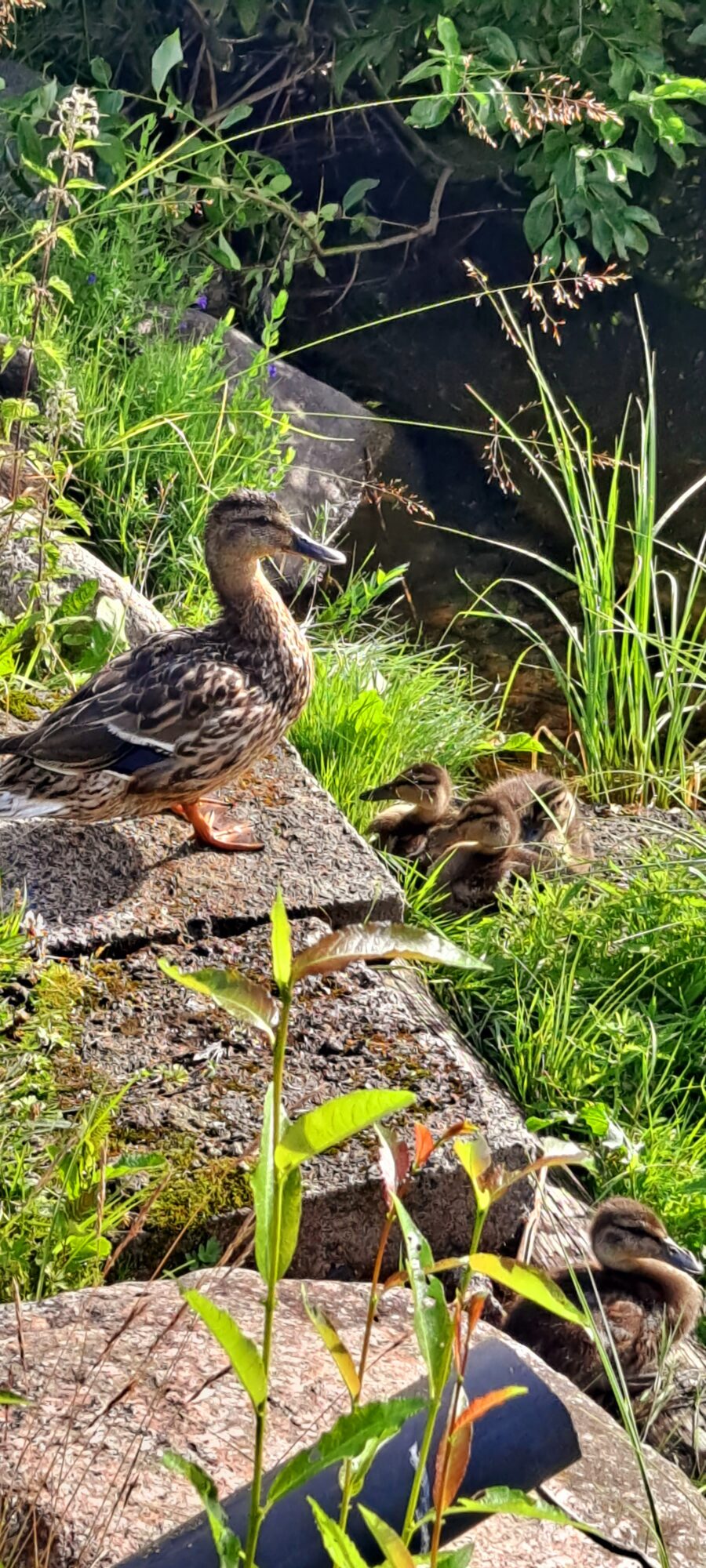 Valokuvaaja: Raisa Vuokola