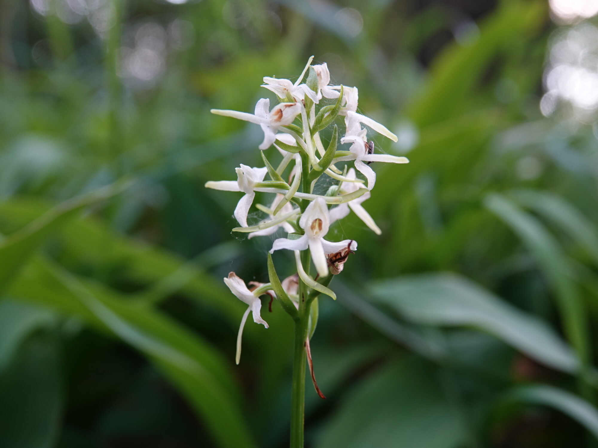 Valokuvaaja: Pekka Heino