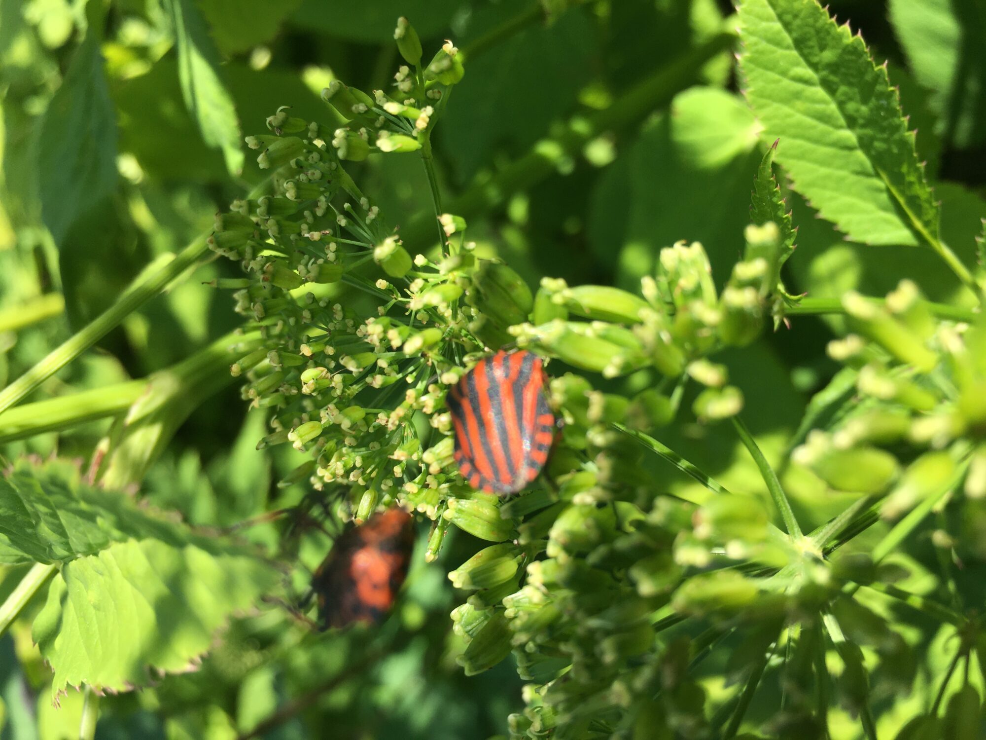 Valokuvaaja: Kirsi siitonen