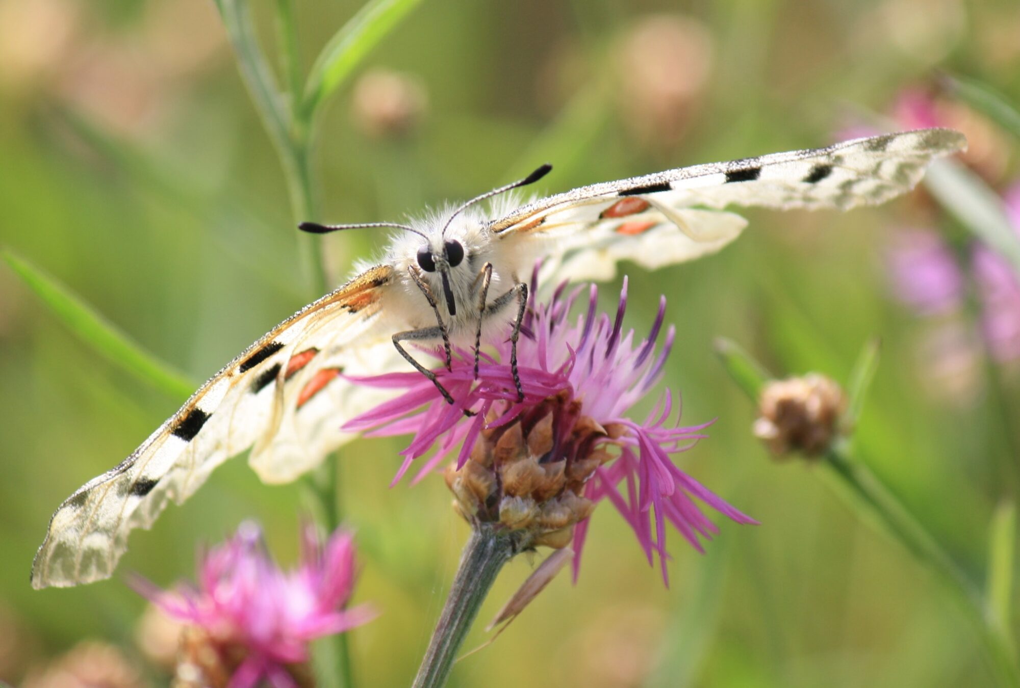 Valokuvaaja: Susanna Kiviranta