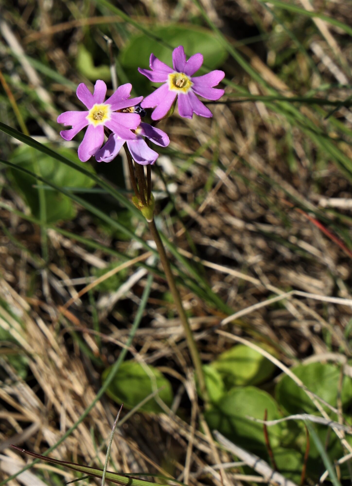 Valokuvaaja: Kaarina Heiskanen