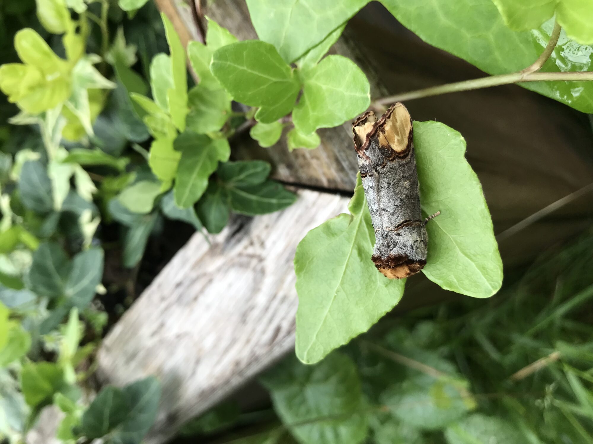 Valokuvaaja: Tero Korhonen Valokuvaaja: Tero Korhonen